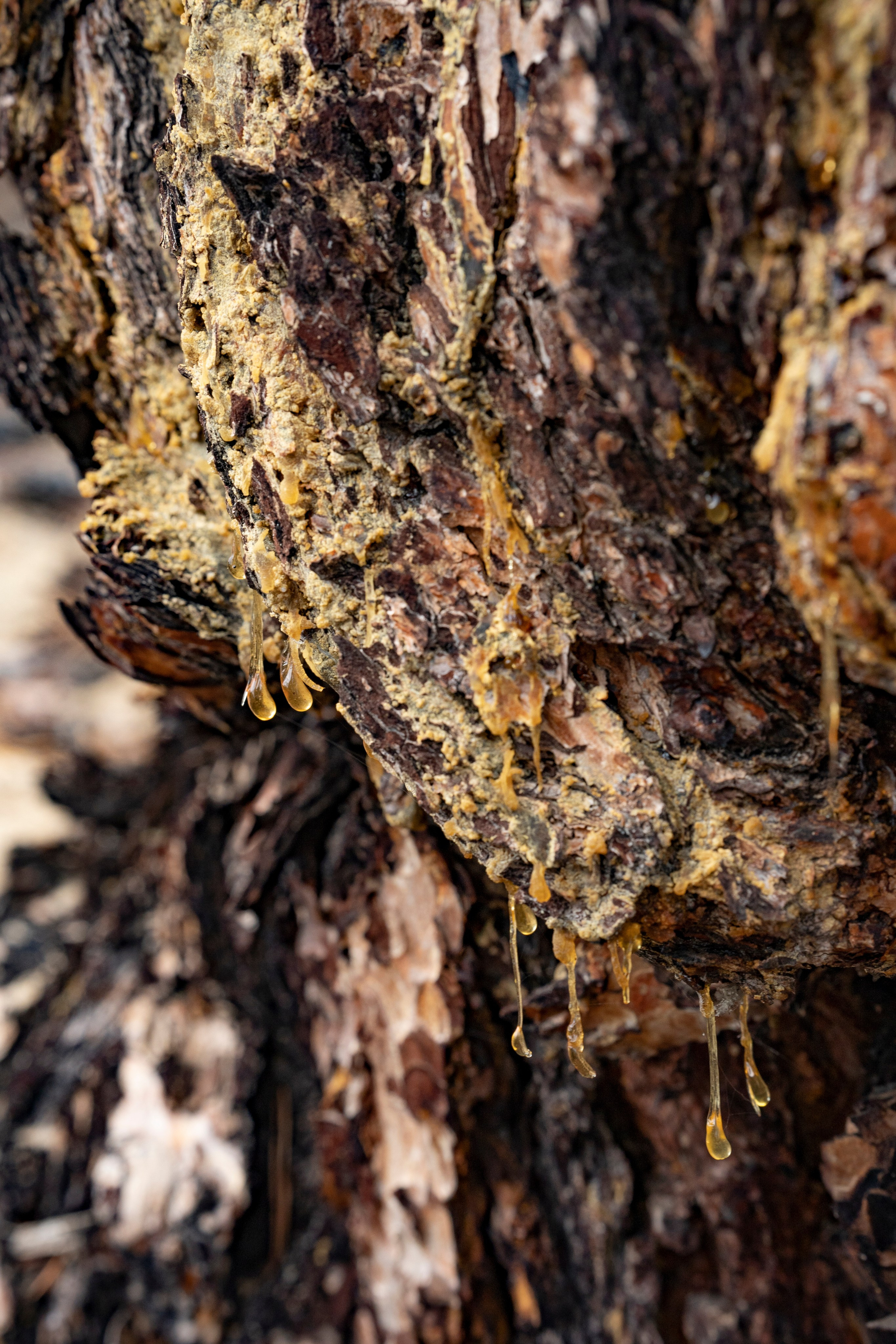 Дерево на Ольхоне