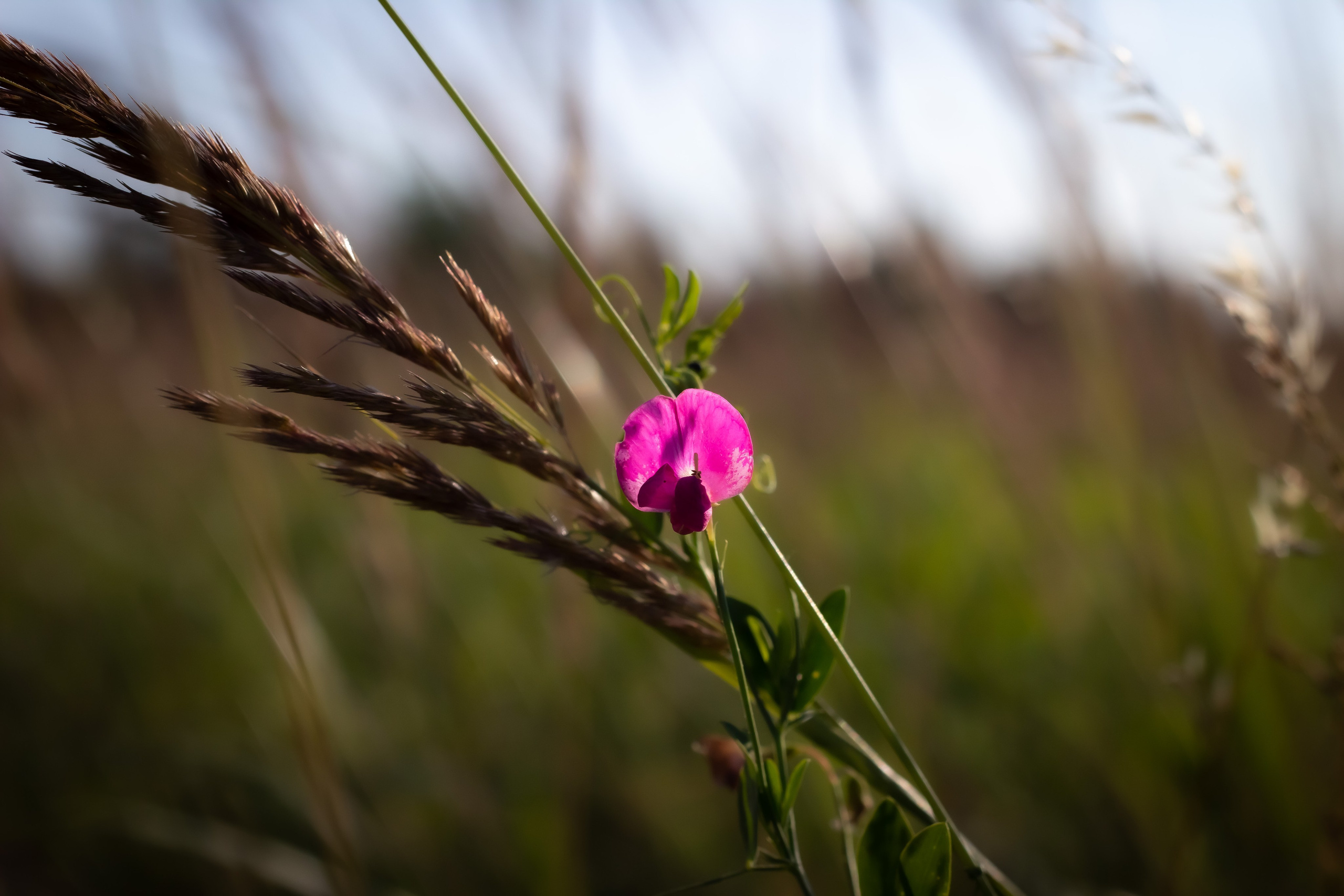 Природа. Polyframe