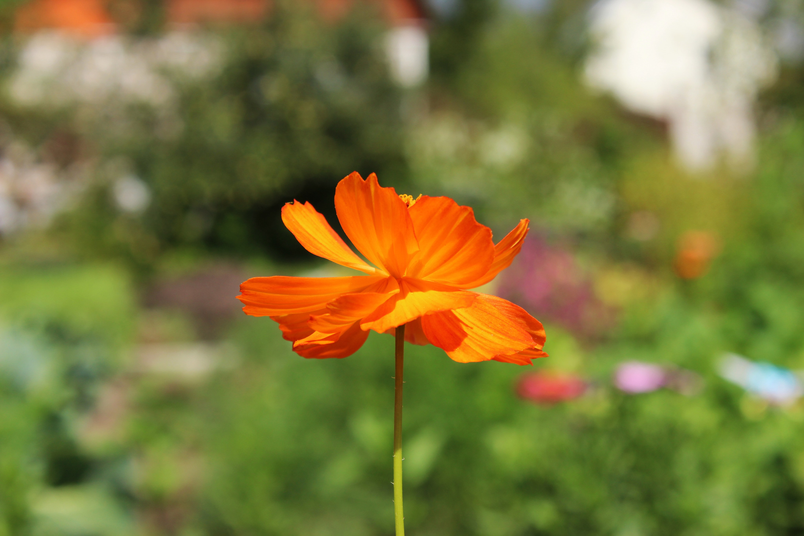 Природа. Polyframe