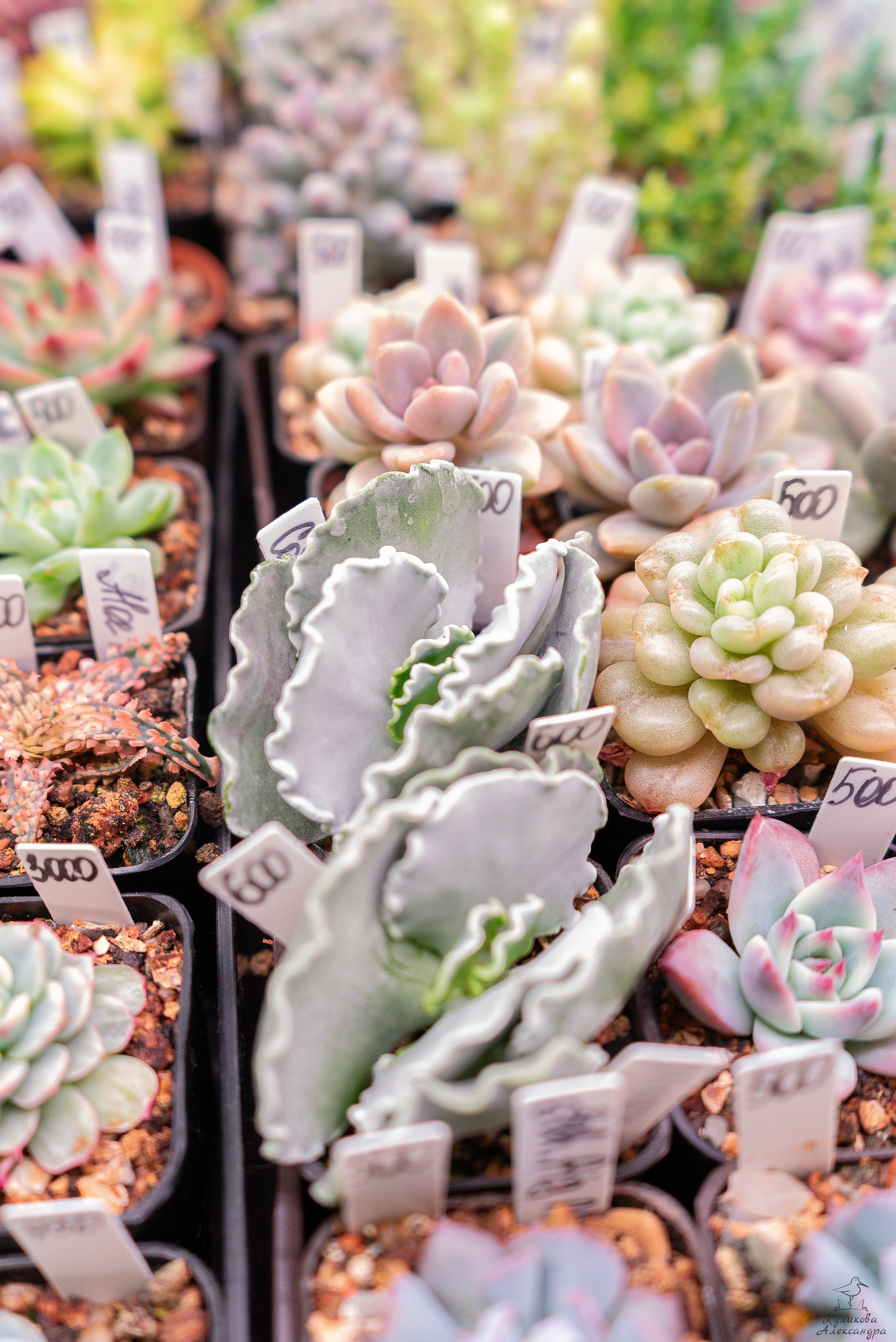 Гроубокс Артплей апрель. Александра Куликова фотограф, Москва