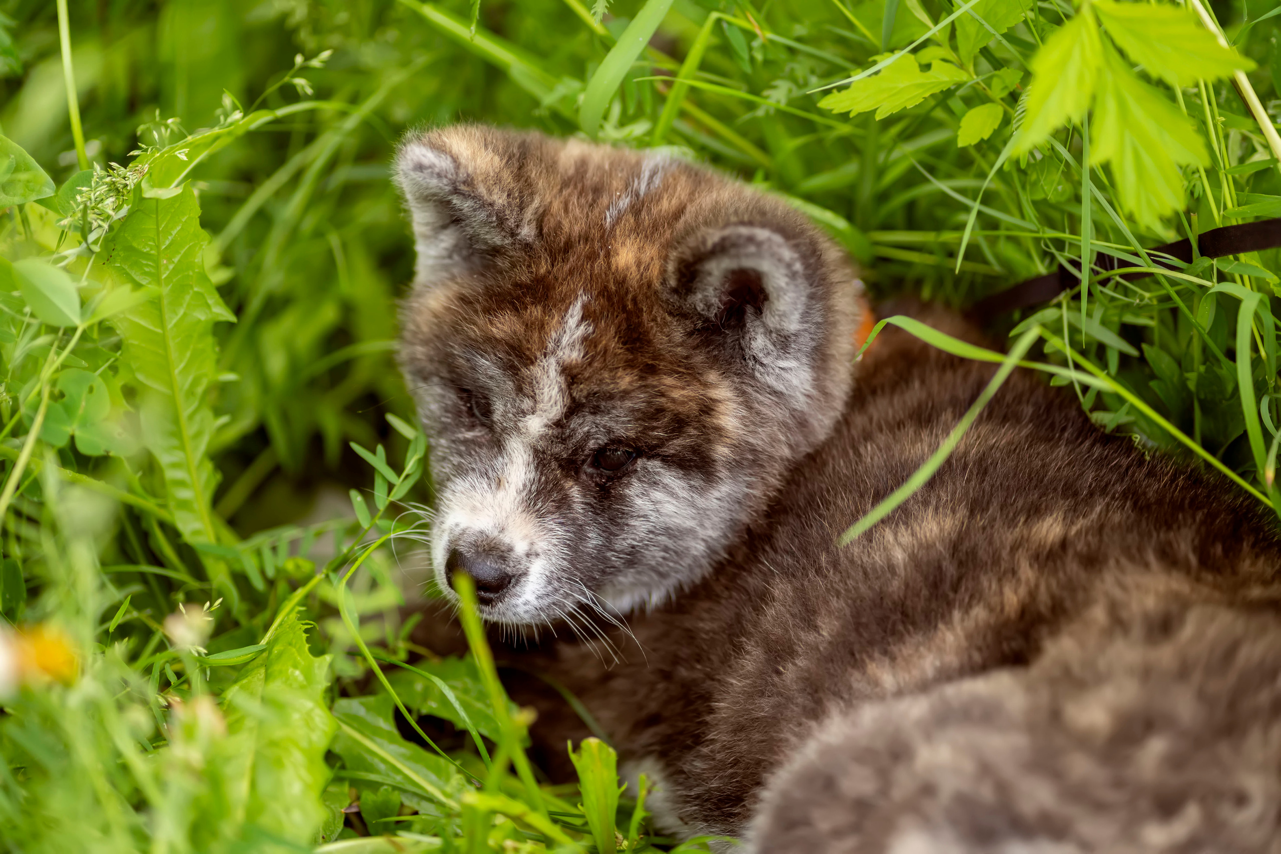 Летняя прогулка-2. Семейный и детский фотограф в Хабаровске Анна Гриневич