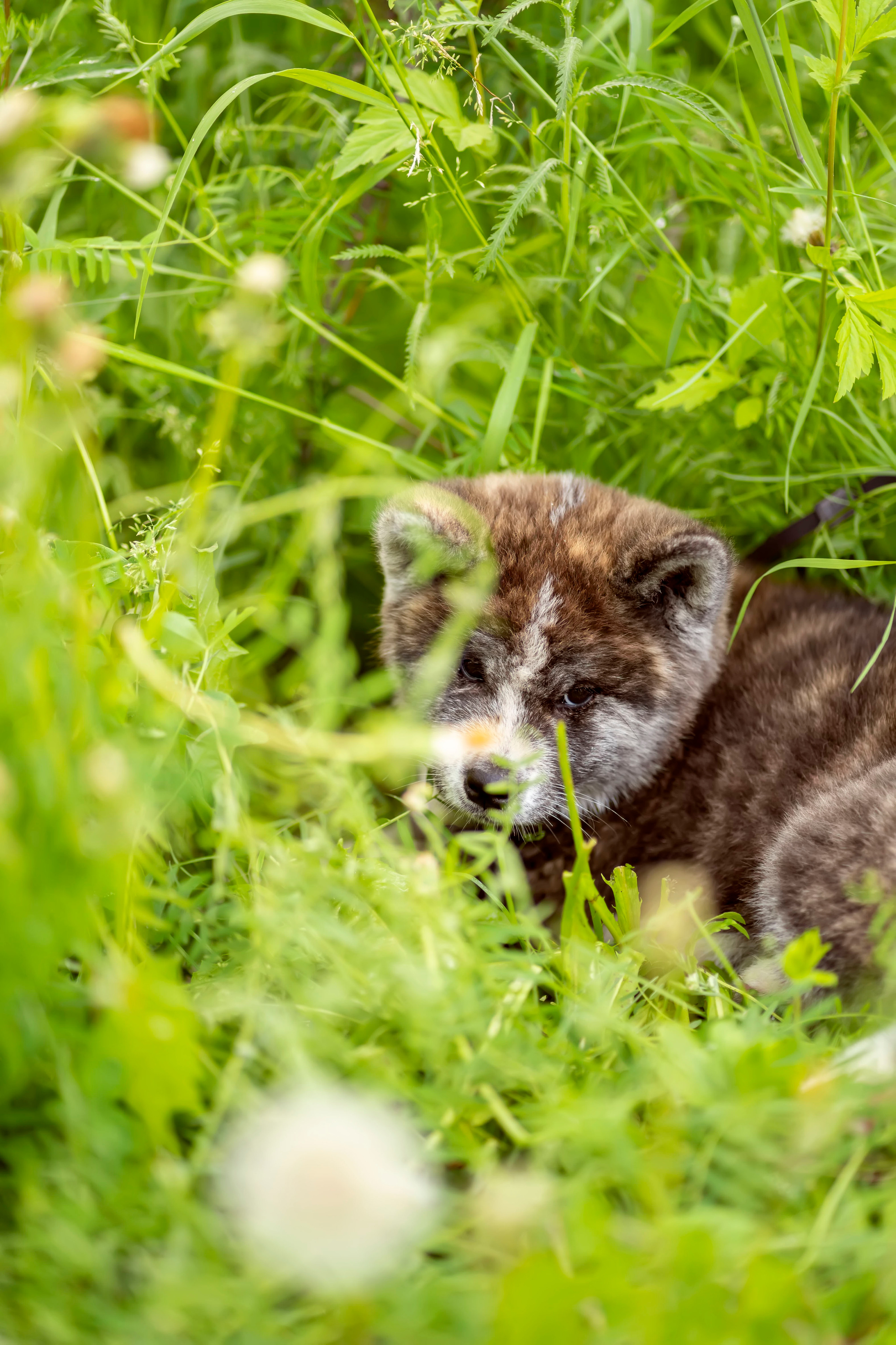 Летняя прогулка-2. Семейный и детский фотограф в Хабаровске Анна Гриневич