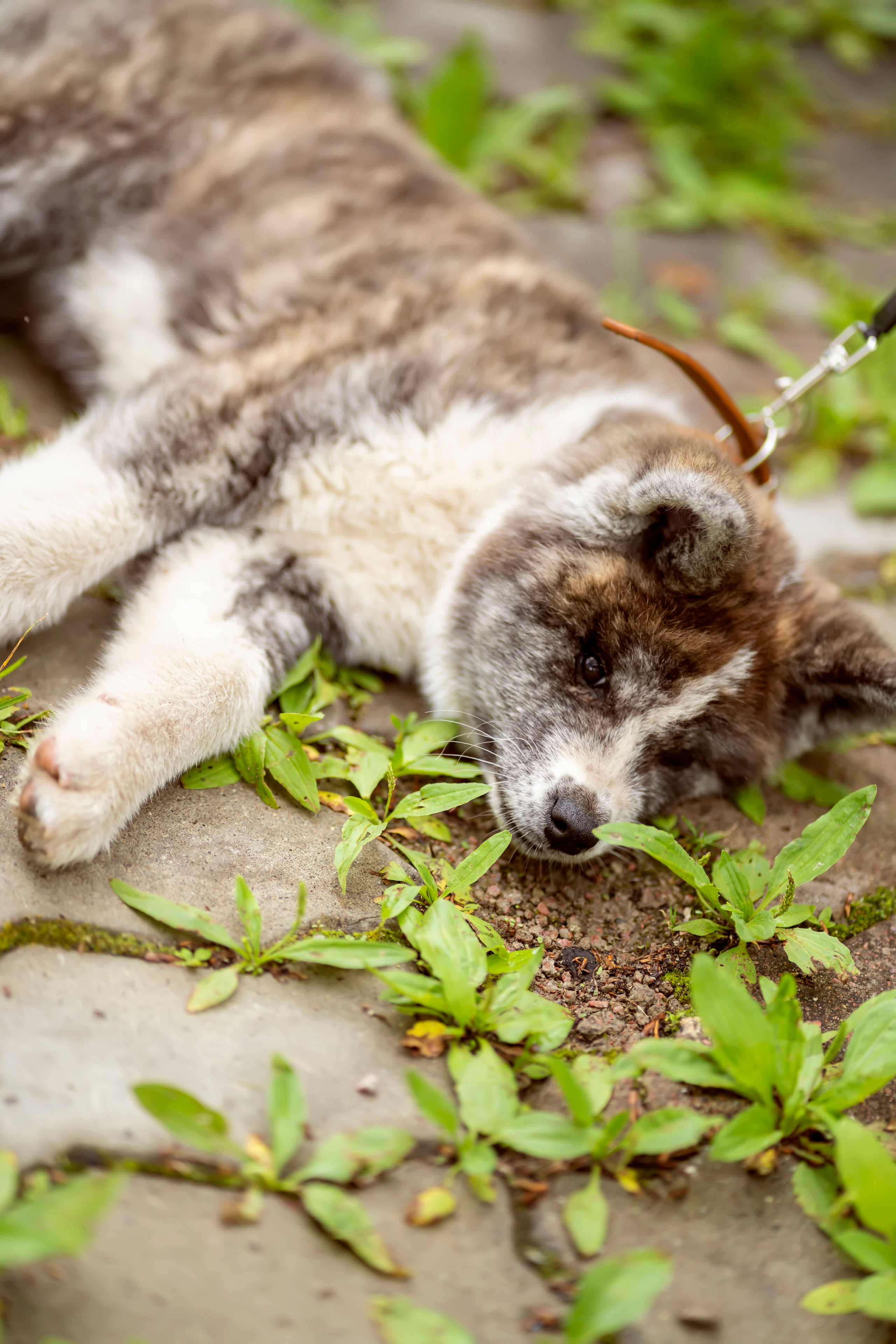 Летняя прогулка-2. Семейный и детский фотограф в Хабаровске Анна Гриневич