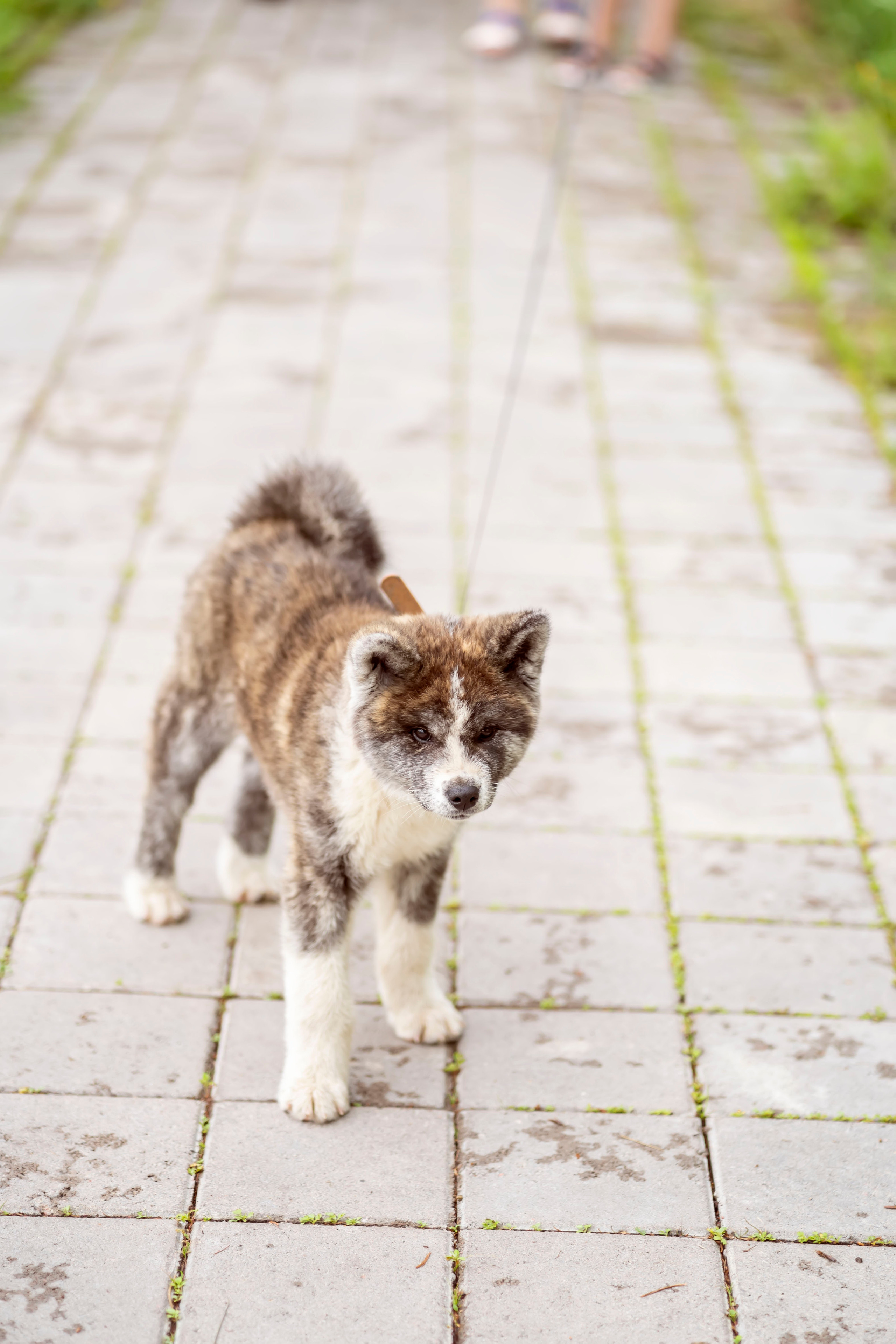Летняя прогулка-2. Семейный и детский фотограф в Хабаровске Анна Гриневич