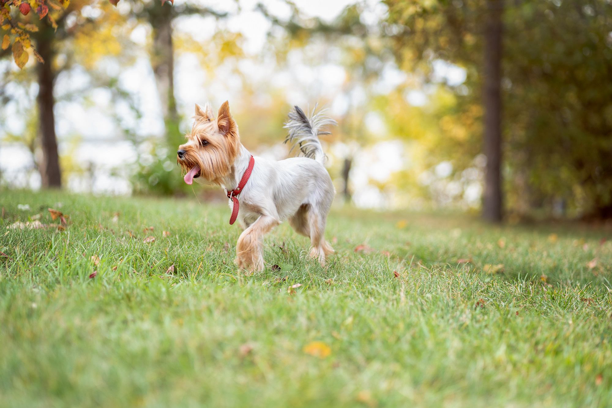 Осенняя прогулка-3. Семейный и детский фотограф в Хабаровске Анна Гриневич