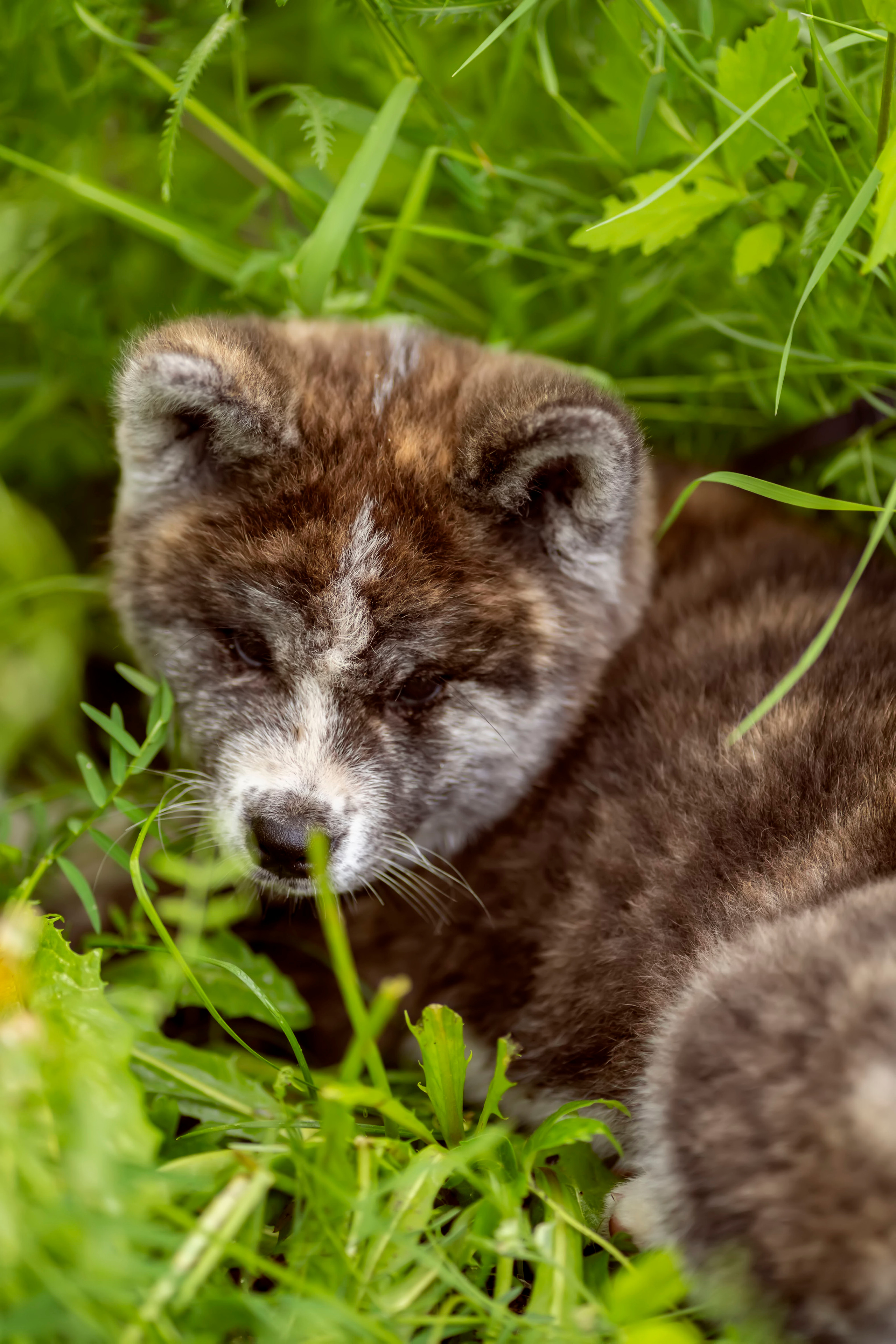 Летняя прогулка-2. Семейный и детский фотограф в Хабаровске Анна Гриневич