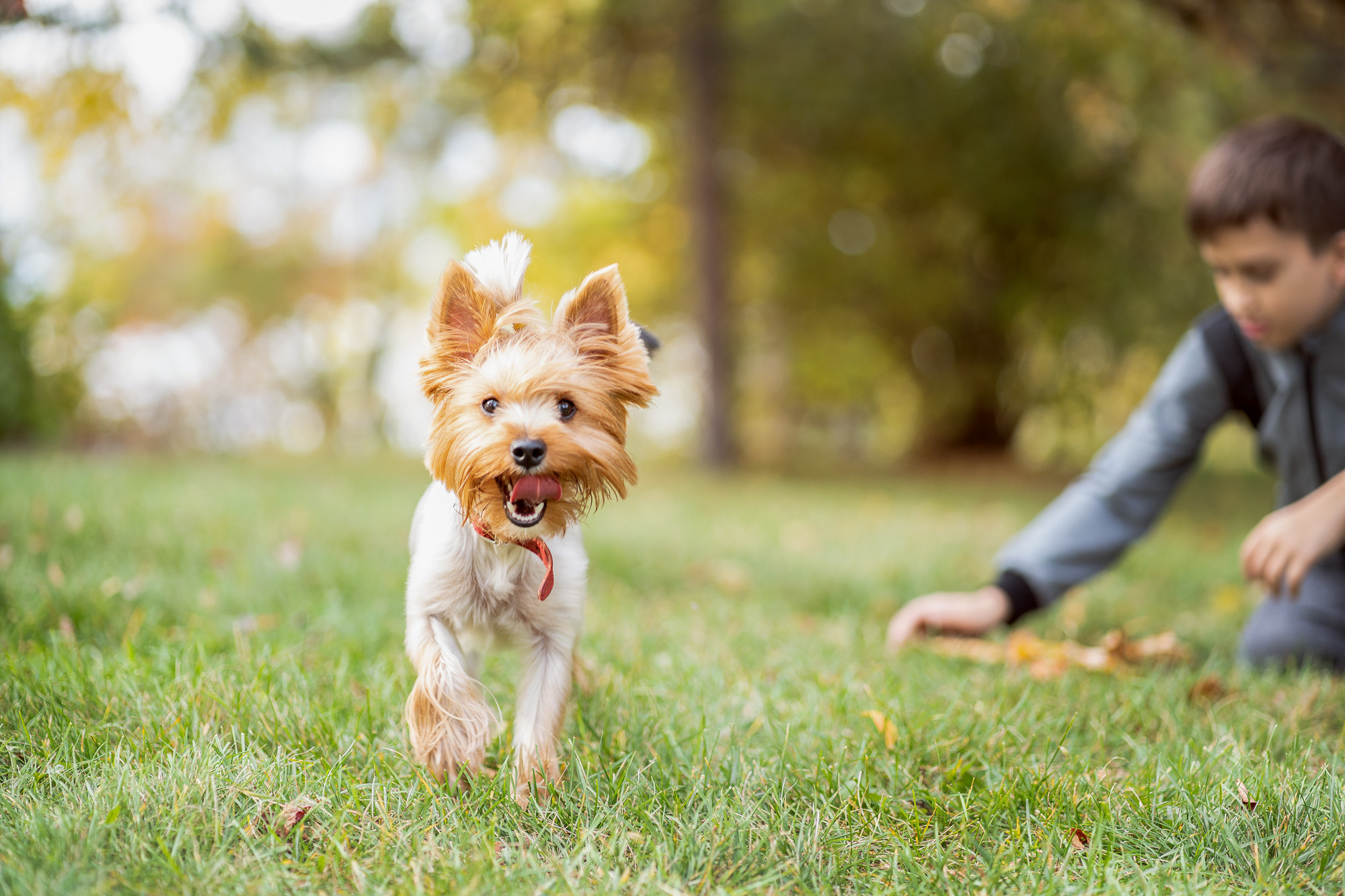 Осенняя прогулка-3. Семейный и детский фотограф в Хабаровске Анна Гриневич