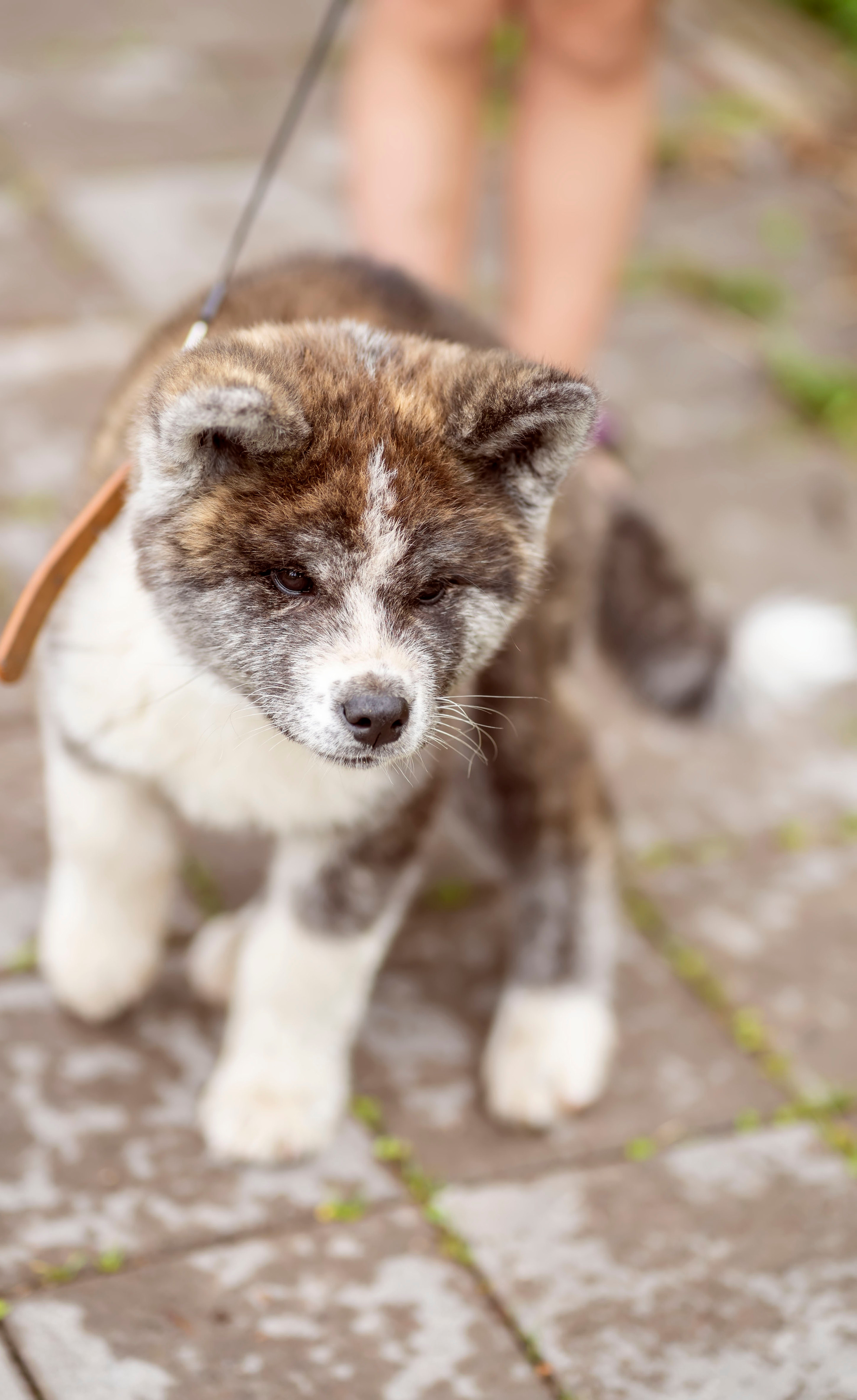 Летняя прогулка-2. Семейный и детский фотограф в Хабаровске Анна Гриневич