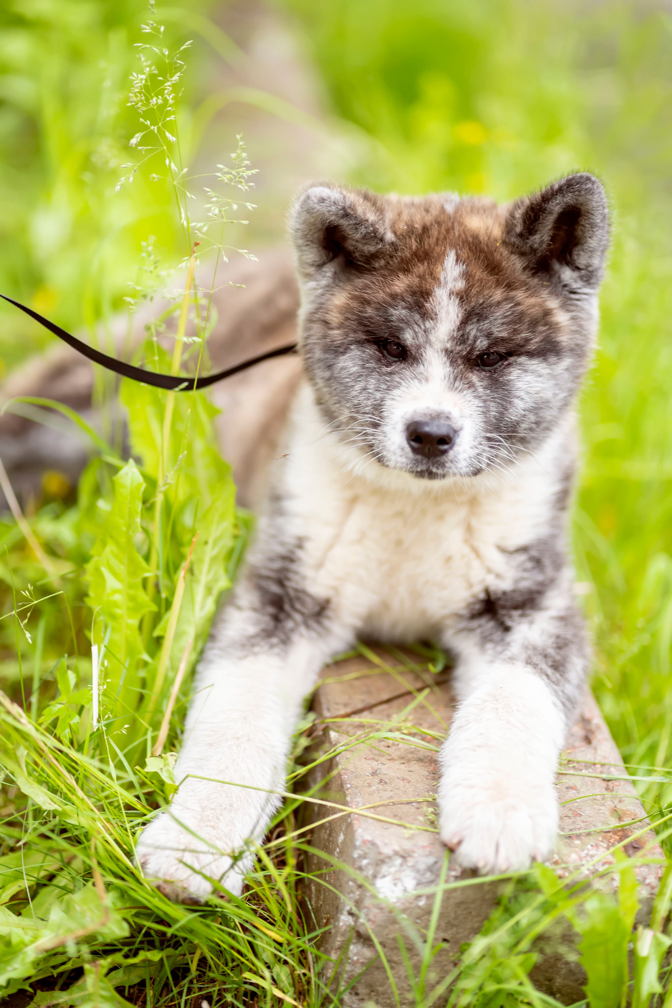 Летняя прогулка-2. Семейный и детский фотограф в Хабаровске Анна Гриневич