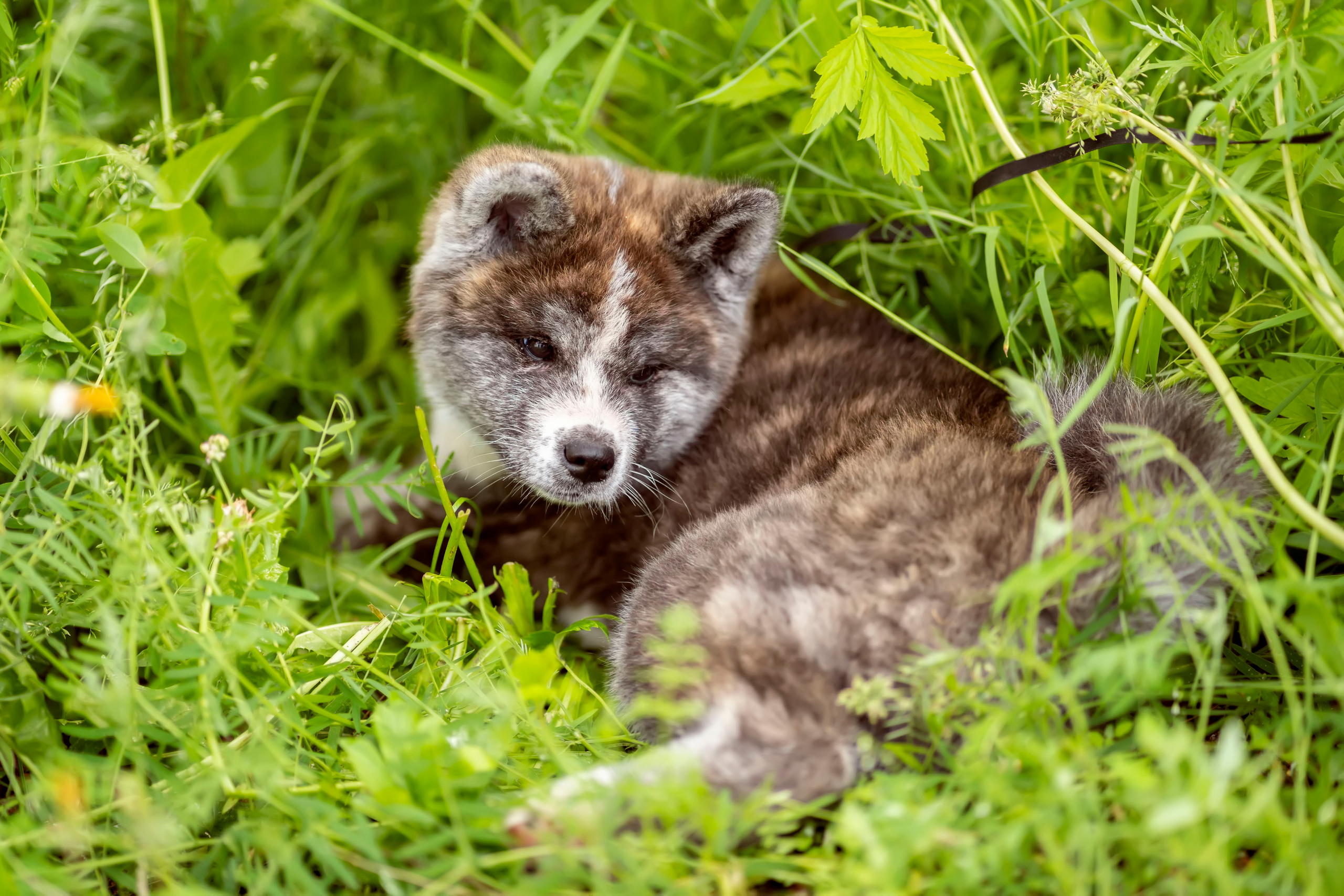 Летняя прогулка-2. Семейный и детский фотограф в Хабаровске Анна Гриневич