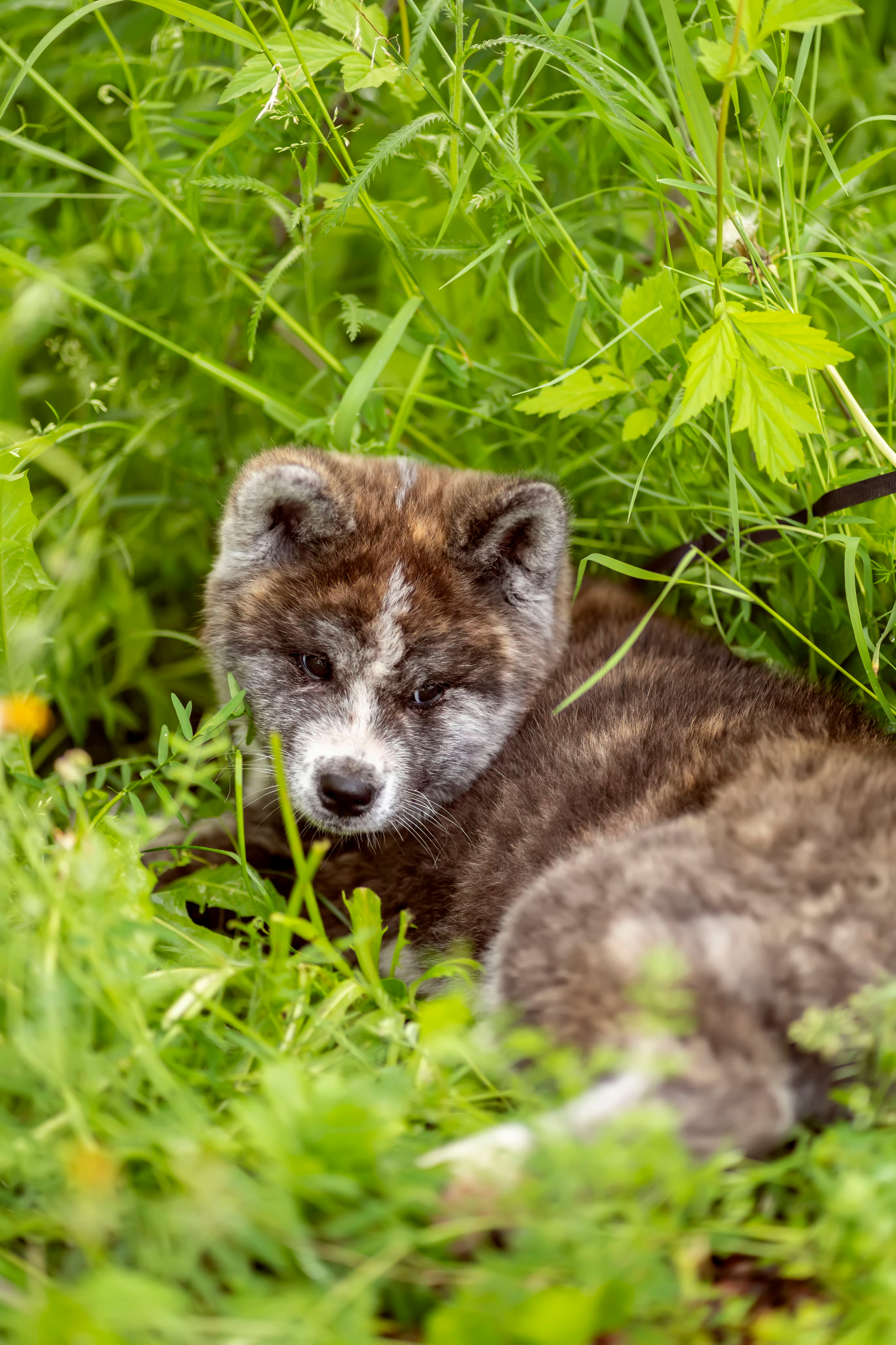 Летняя прогулка-2. Семейный и детский фотограф в Хабаровске Анна Гриневич
