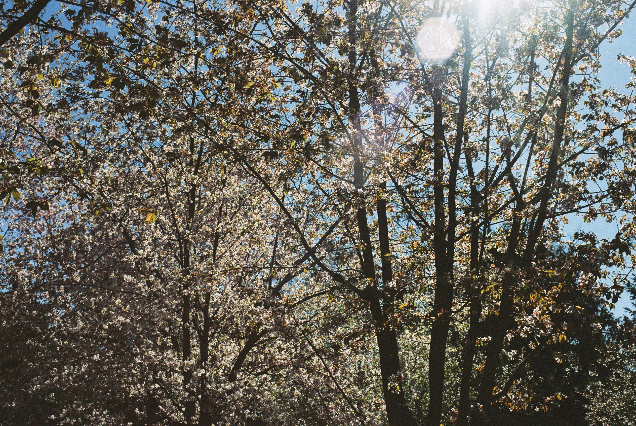 Плёночная весна 2025. Илья Михачёв Фотограф ПРО людей