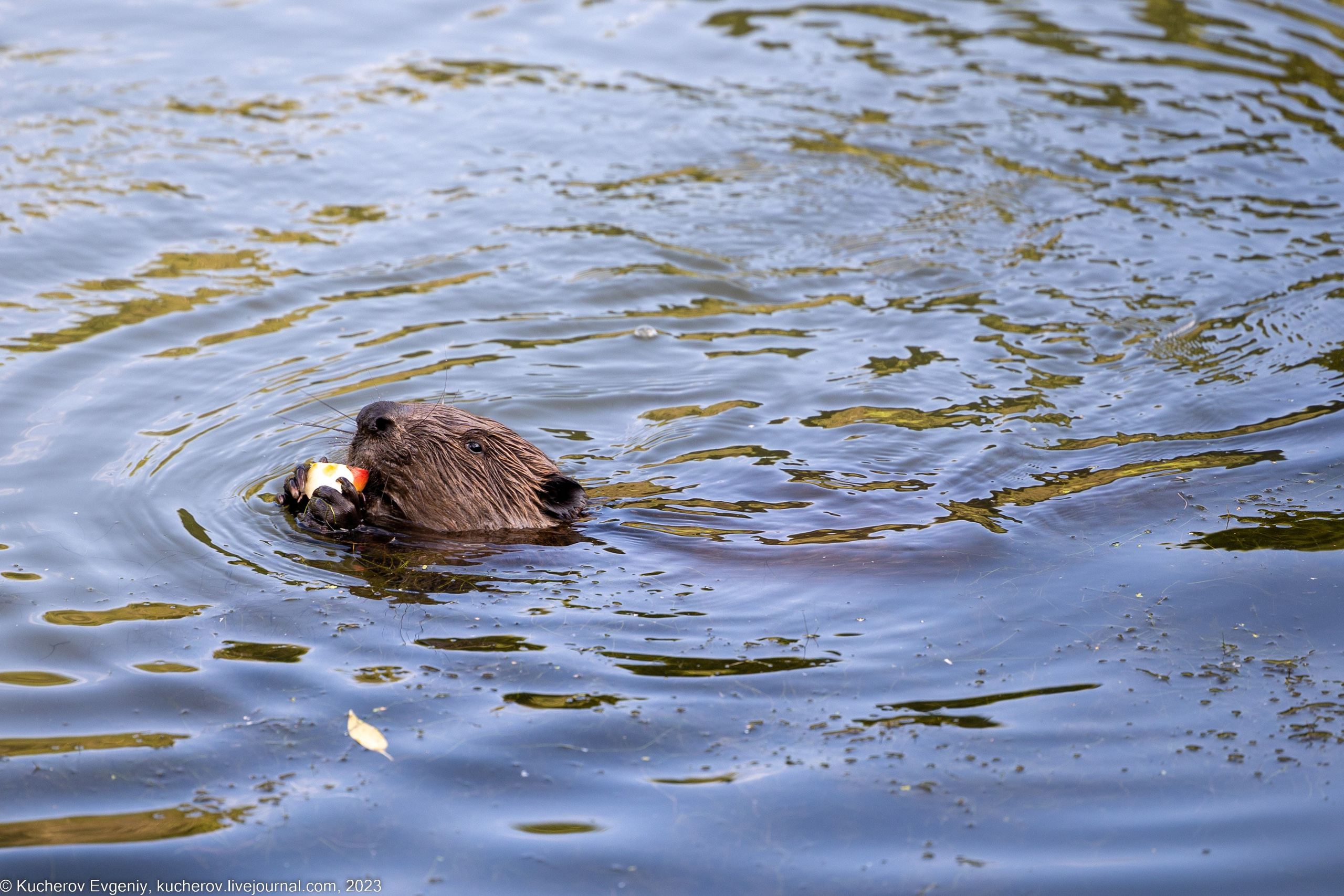 Животные. Кучеров Евгений. Фотограф