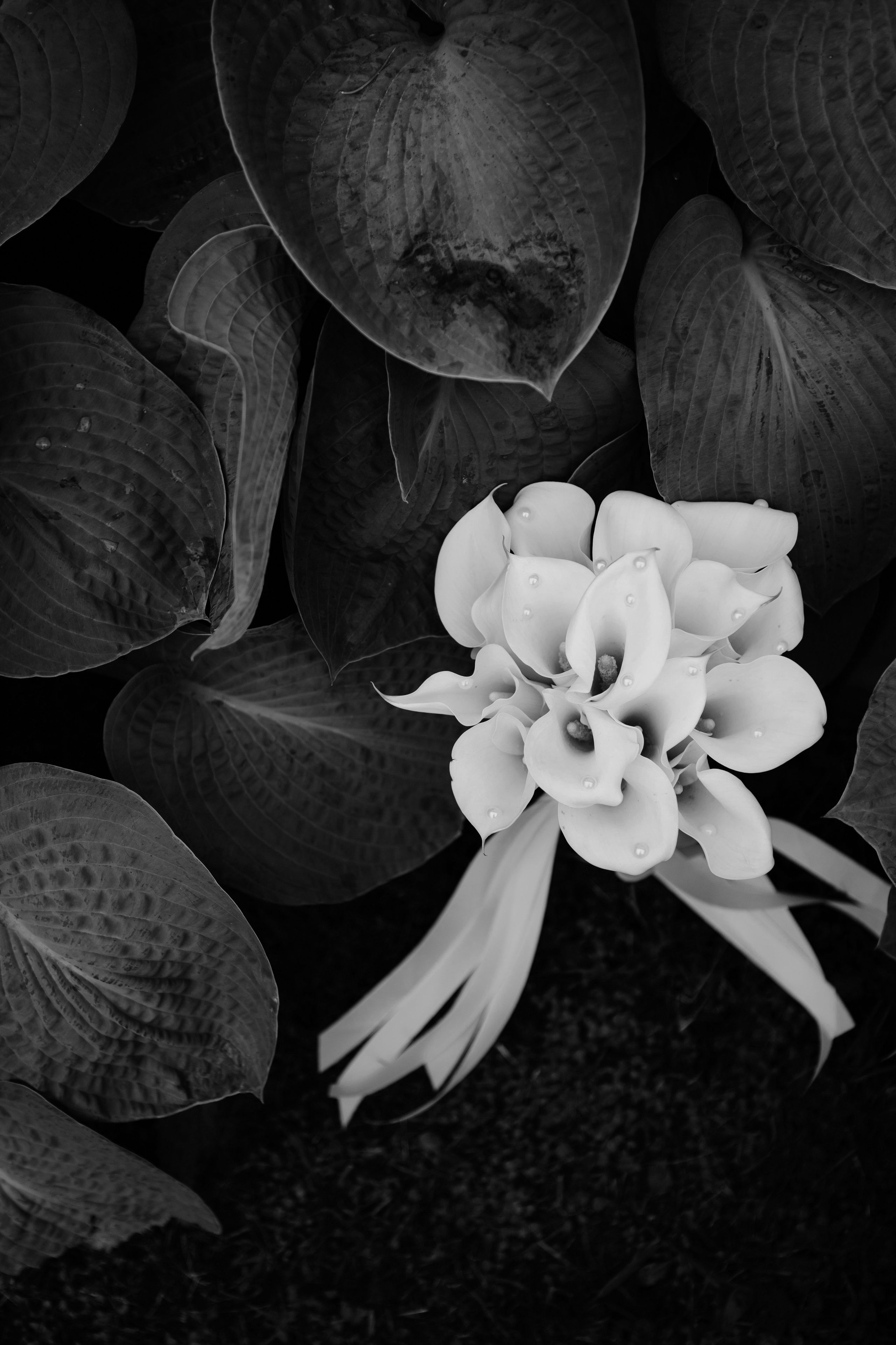 Свадьба Даниила и Светланы. Фотограф Кольчугино/Владимир/Москва Елизавета Иода