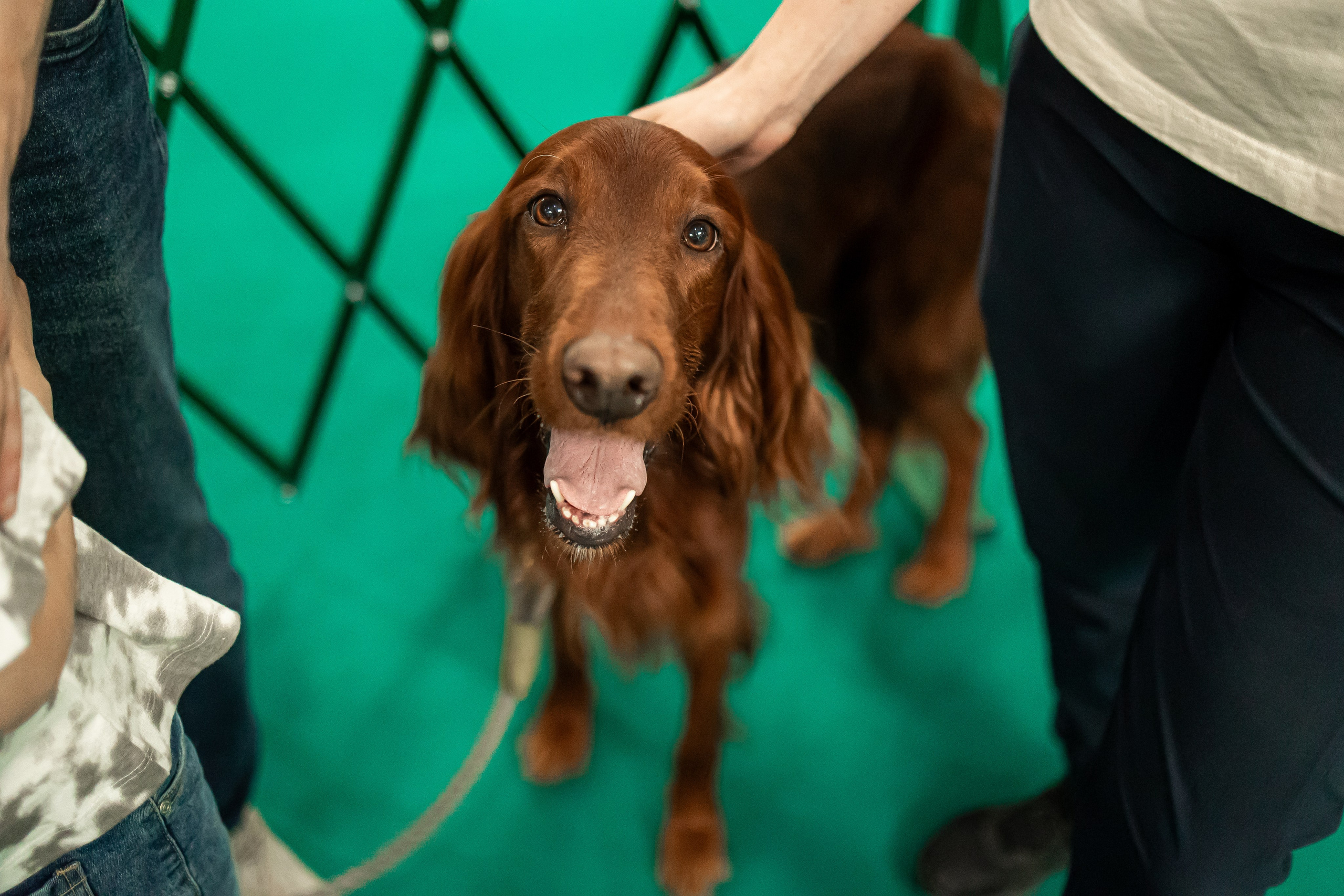Выставка сеттеров 19.05.24