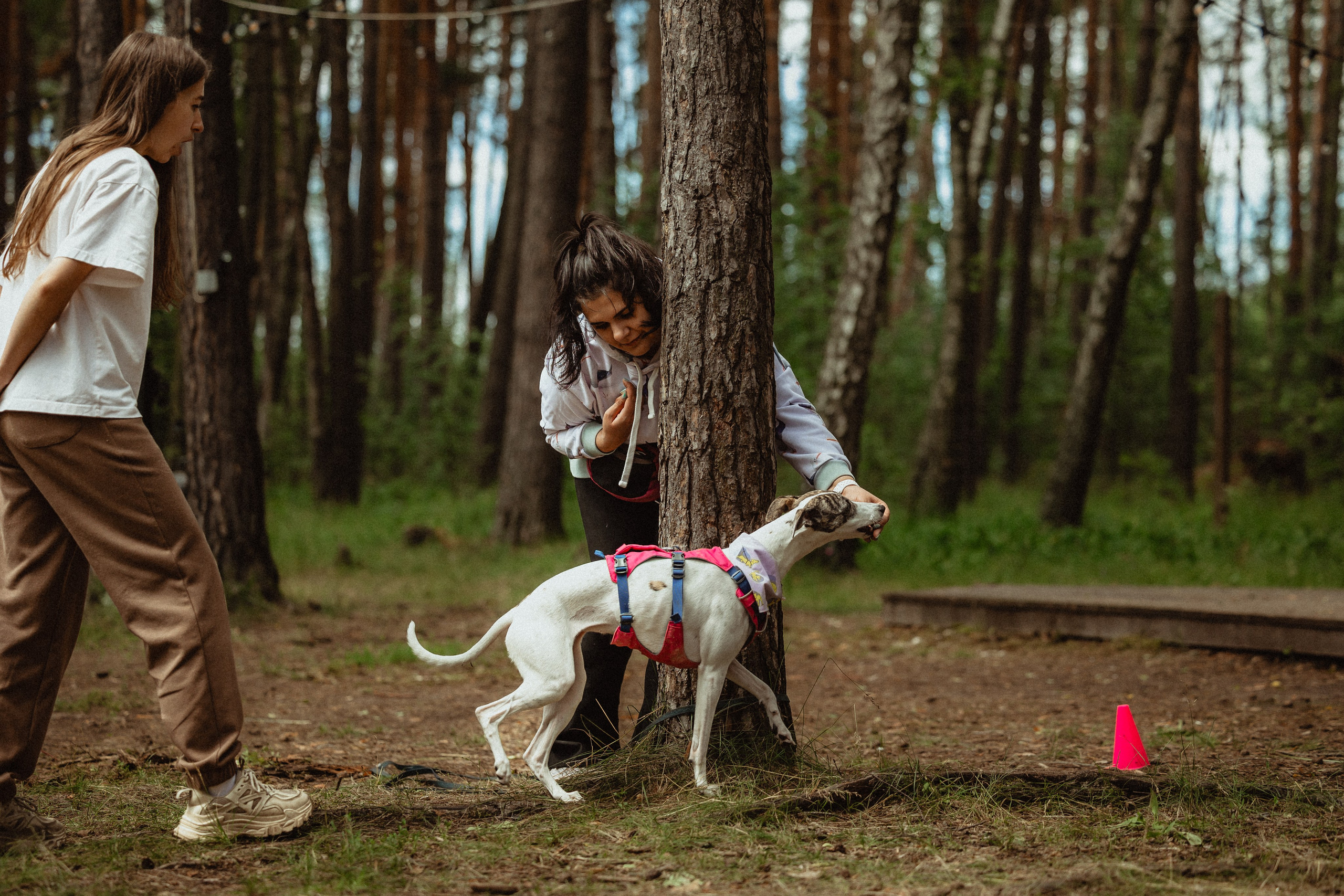 Выездной дог-тренинг от школы «Шерсть имею»