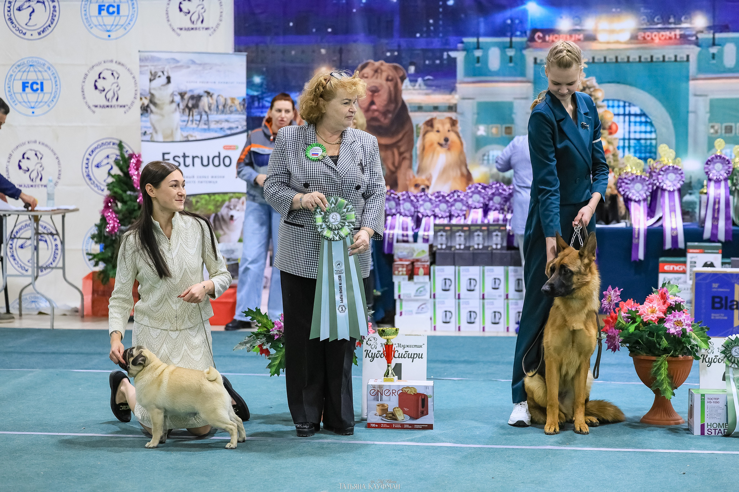 6-7.12.25 — 1-4 Национальные выставки собак в Новосибирске (2х рейтинговые). Фотограф Анималист из Новосибирска Татьяна Кауфман