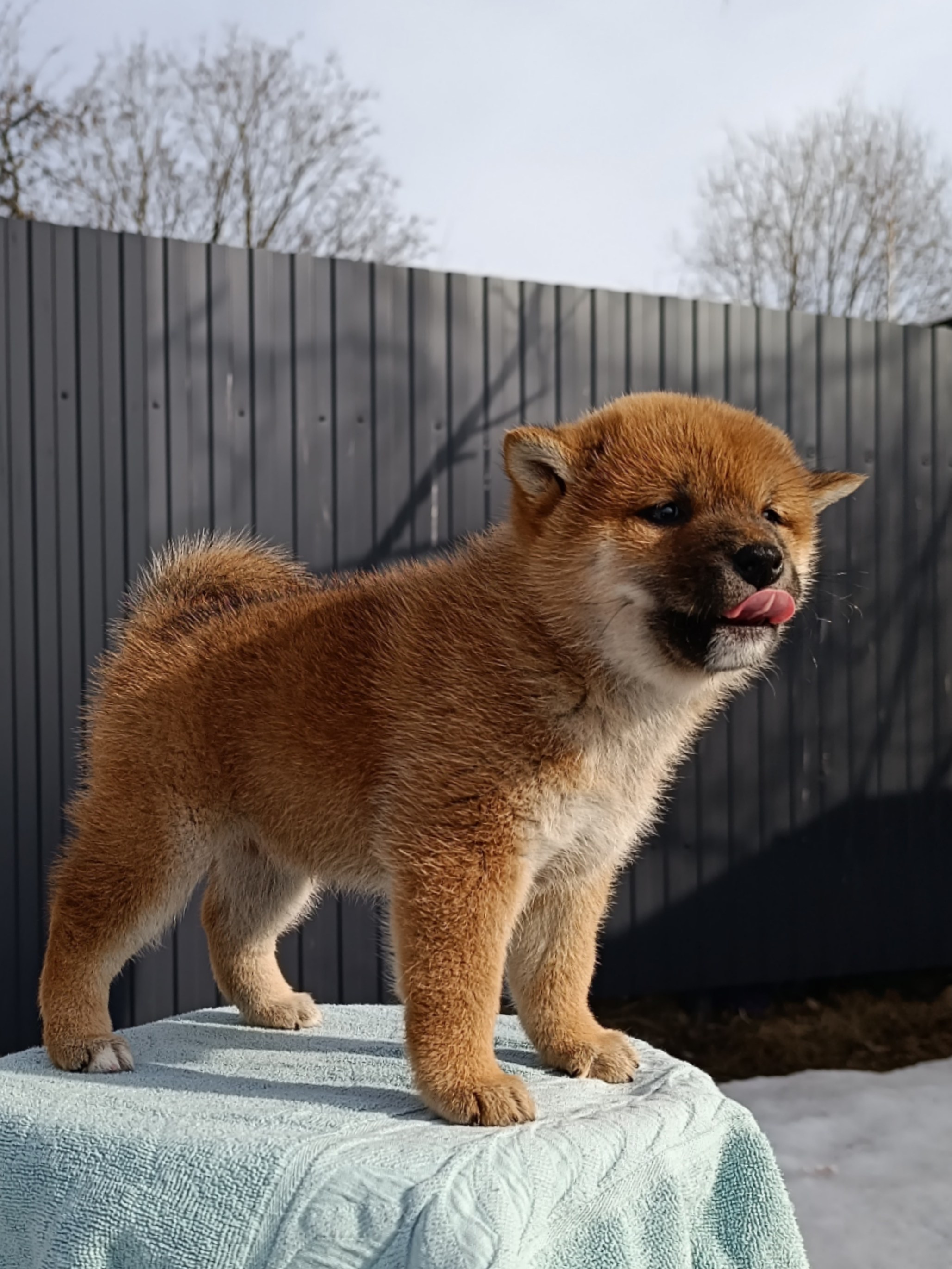 Сиба Rubylight Ellis питомник Рубилайт 