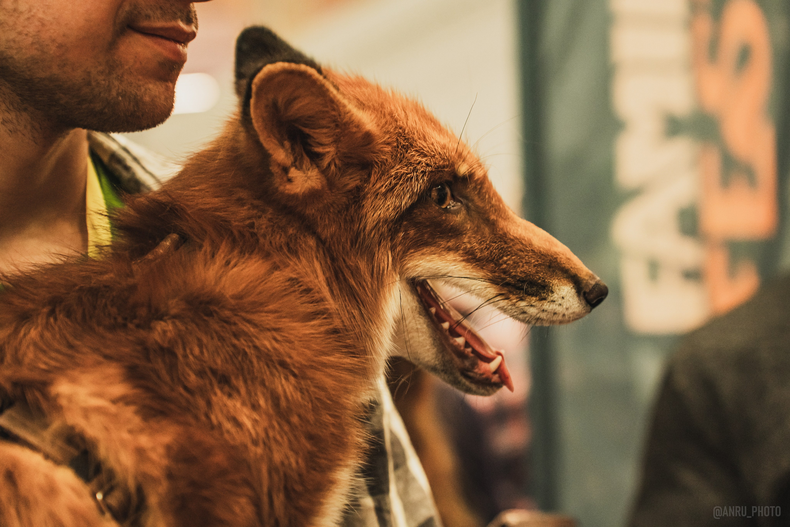 Fox Family fest. Репортажный фотограф Анастасия Рубцова