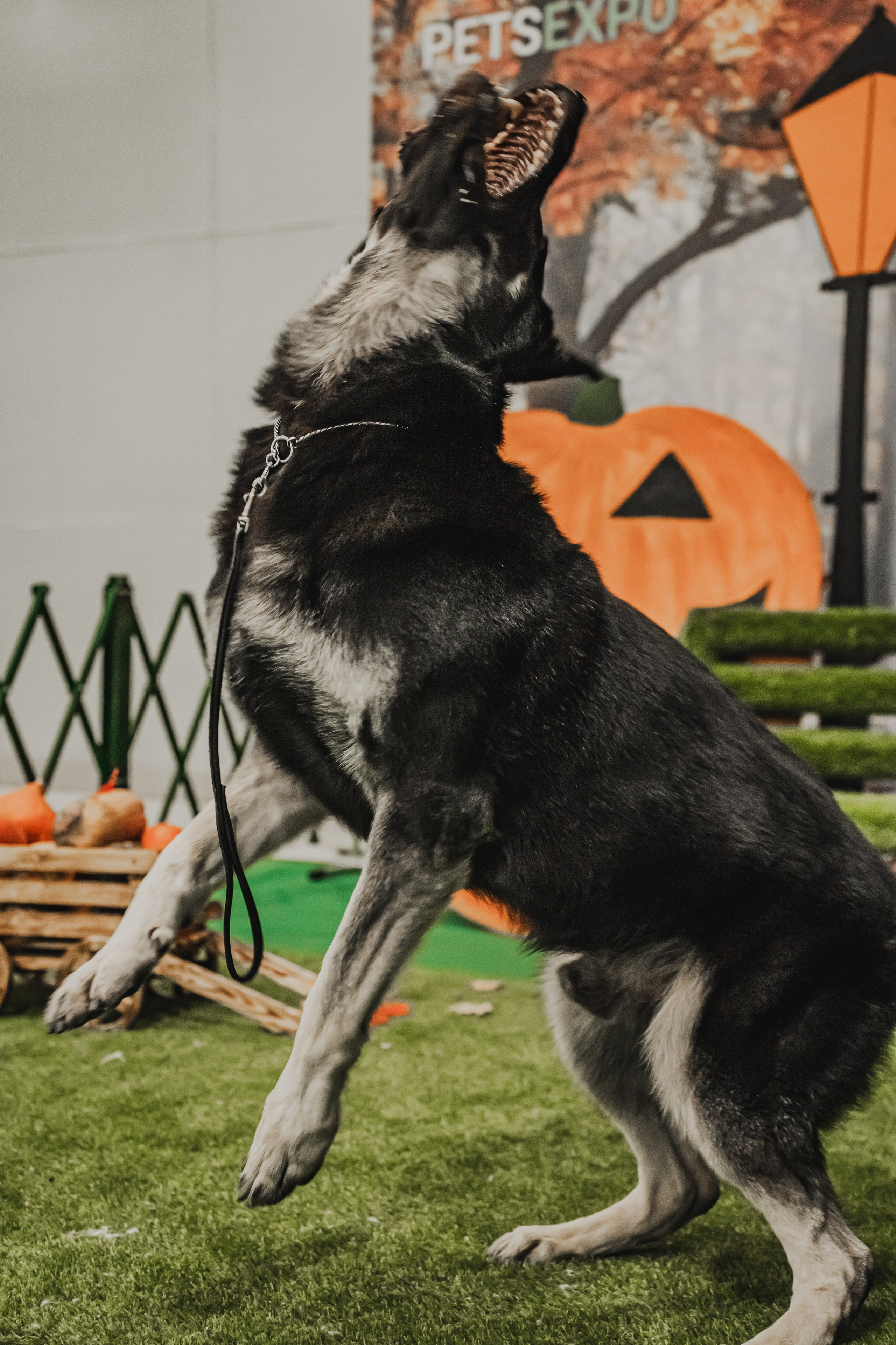Международная выставка собак всех пород. Репортажный фотограф Анастасия Рубцова