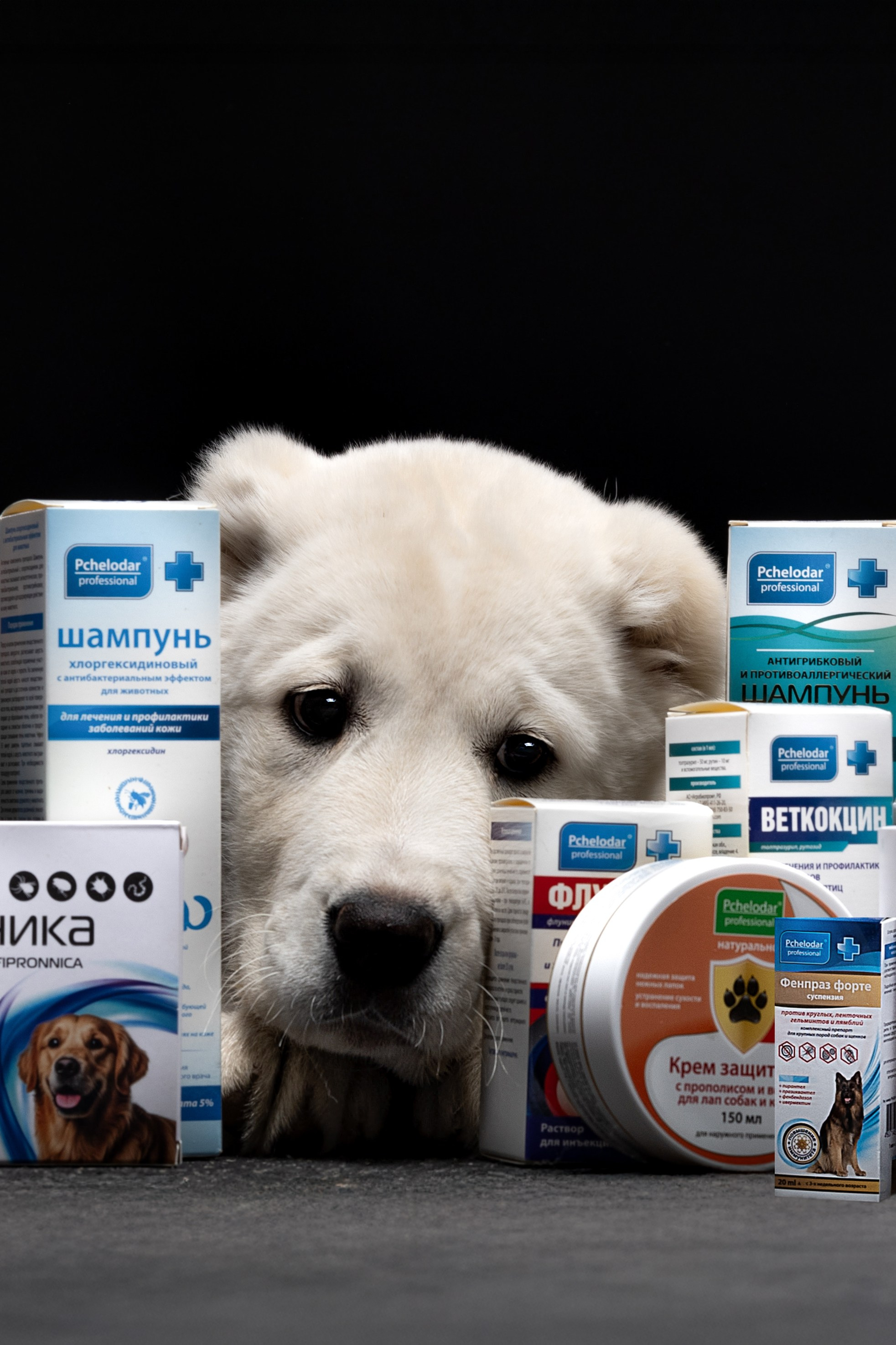 Портфолио: Фотосъёмка щенков в Москве и области — трогательные моменты. Фотограф-анималист и бренд-фотограф в Москве | Фотография собак, людей, бизнес-портрет