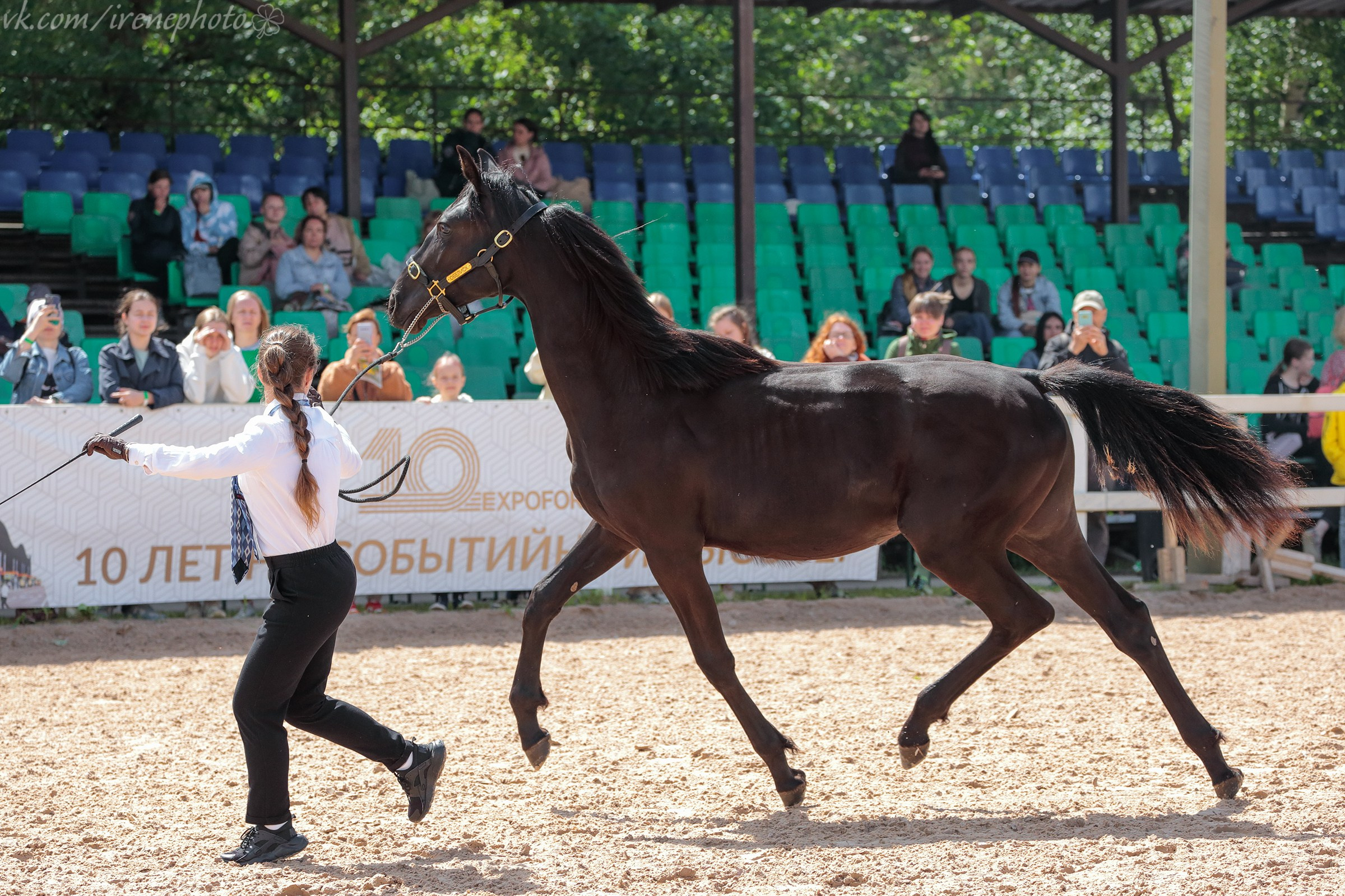 Иппосфера 2024. Irenephoto.ru