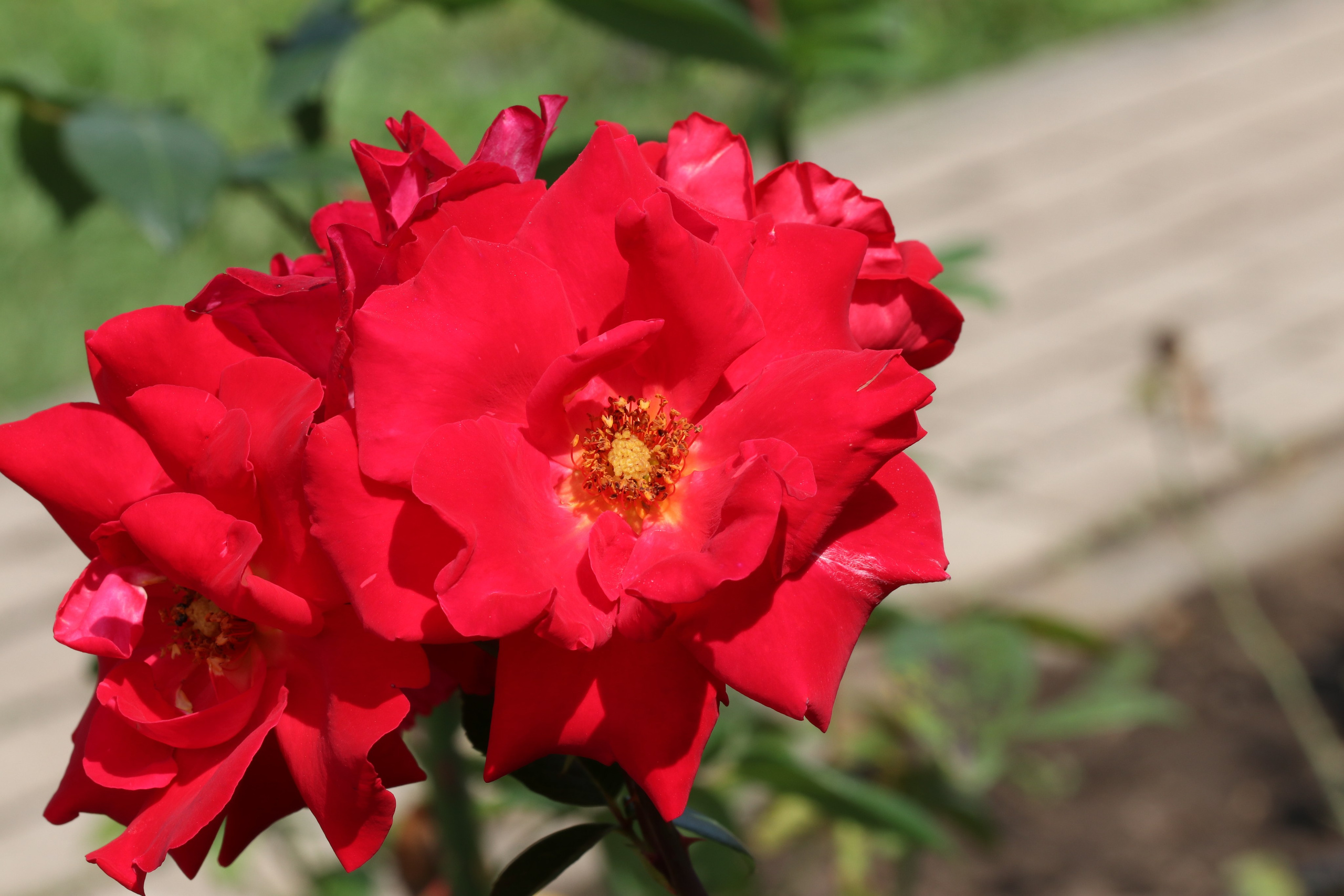 Долина роз в Кисловодске. Фото-художник и Репортажный фотограф Николаев Александр Алексеевич
