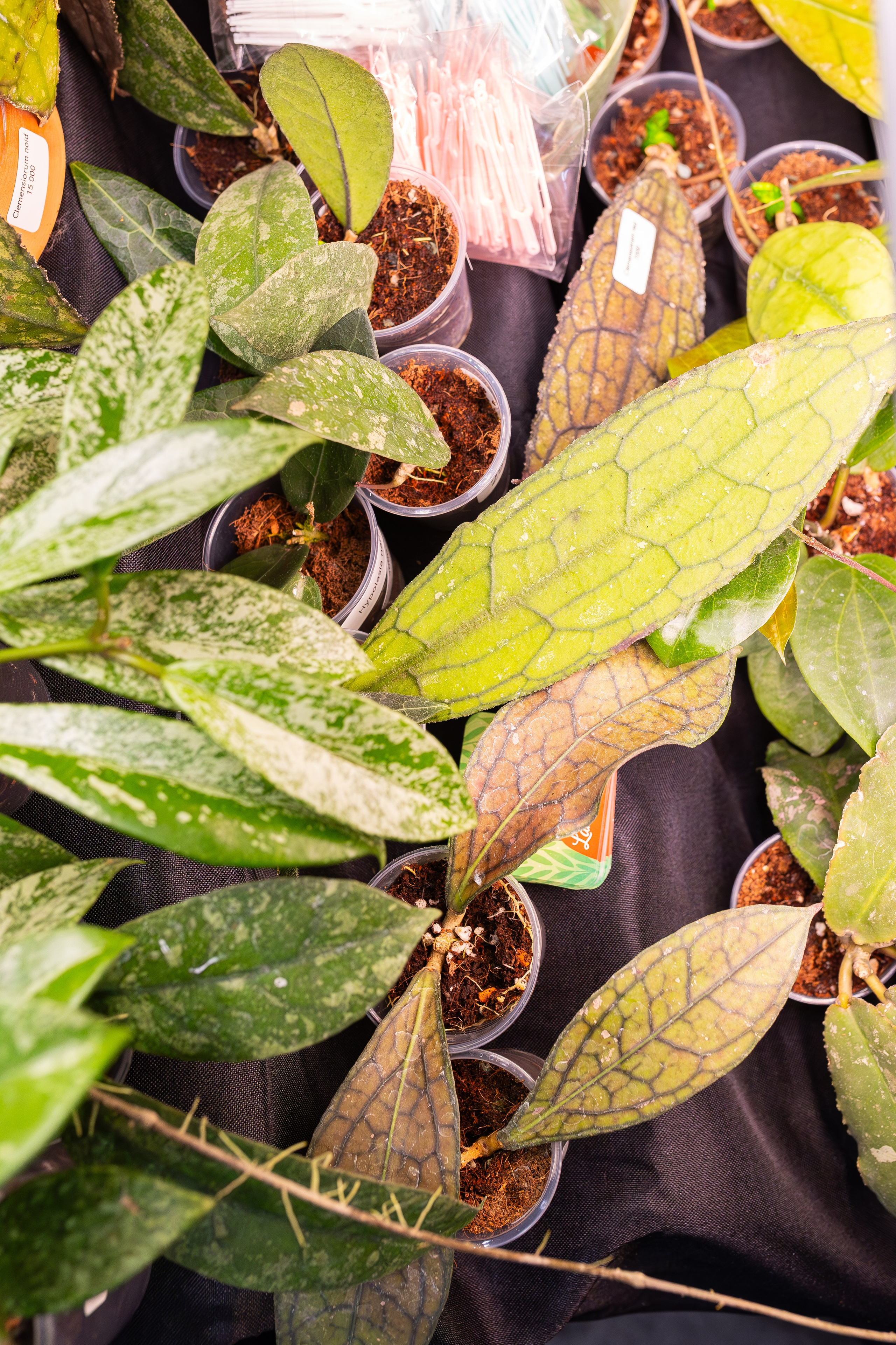 Монстериум 11–12 октября. Александра Куликова фотограф, Москва