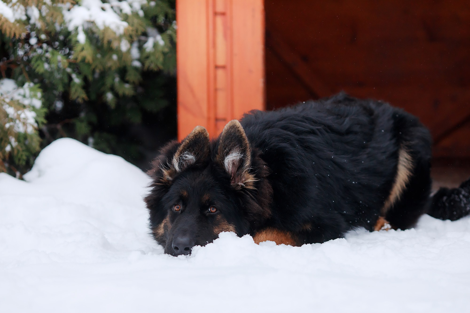 Зимние портреты. Фотограф-анималист Mary Mart — Москва, Питер