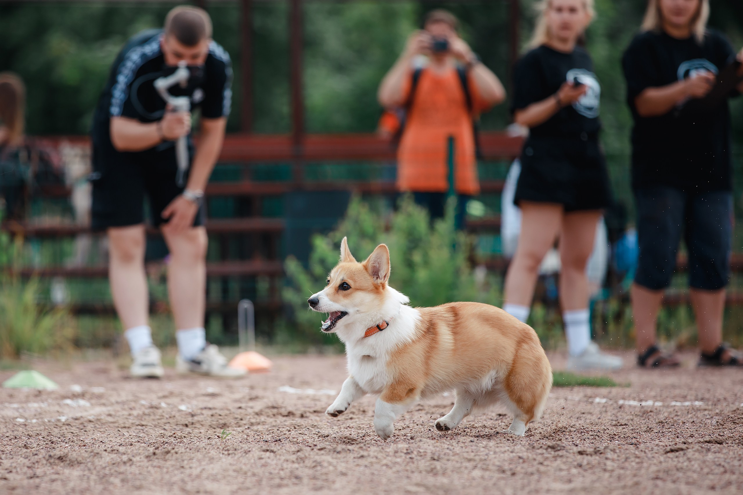 Питч&Гоу + веселые старты. Фотограф-анималист Mary Mart — Москва, Питер