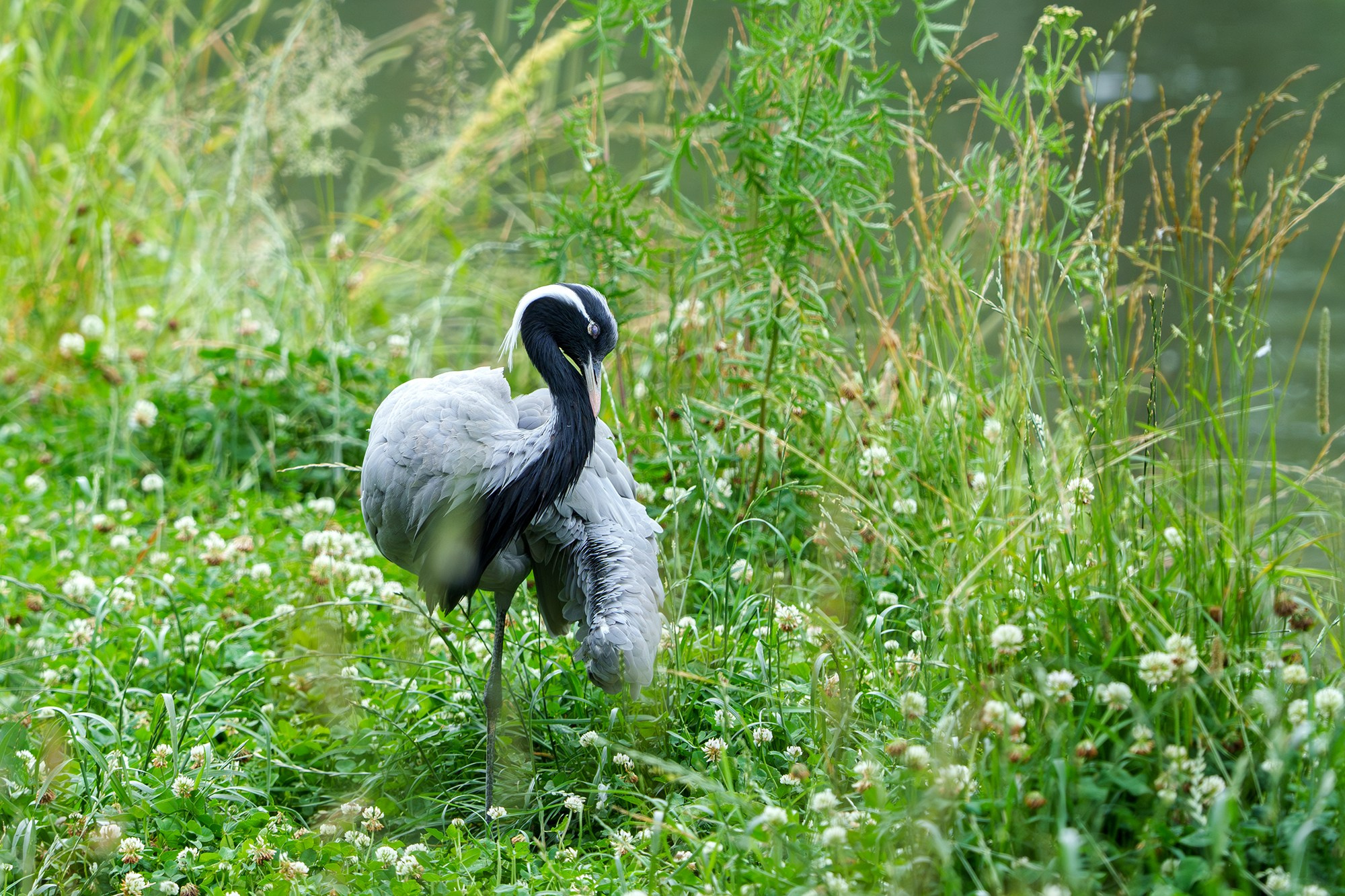 Удивительные мир птиц. Вокруг нас столько прекрасного — присмотритесь!. Ваш личный фотограф Марина Волкова