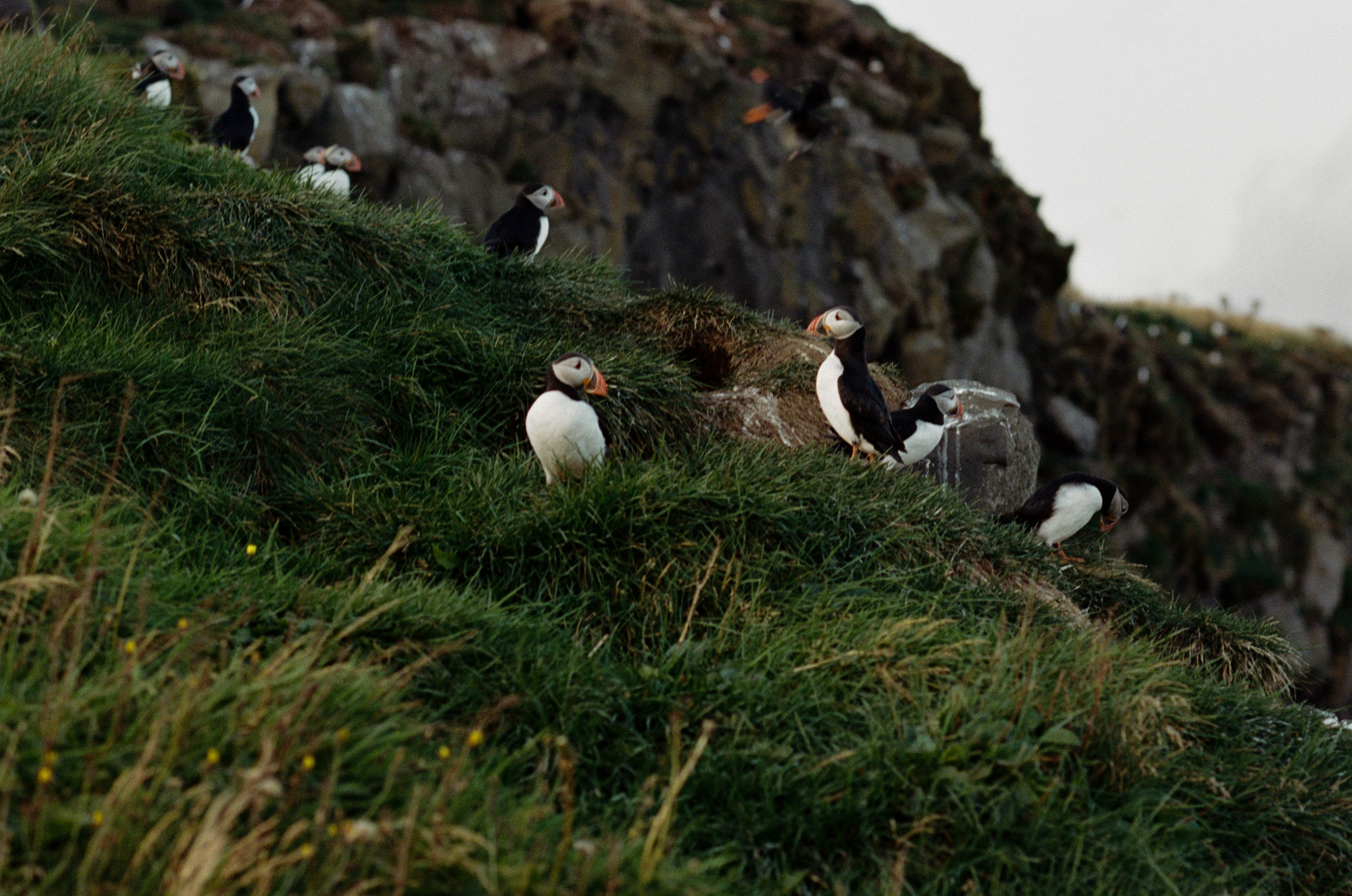 I of the storm // iceland, dyrhólaey. EVER EXPOSED