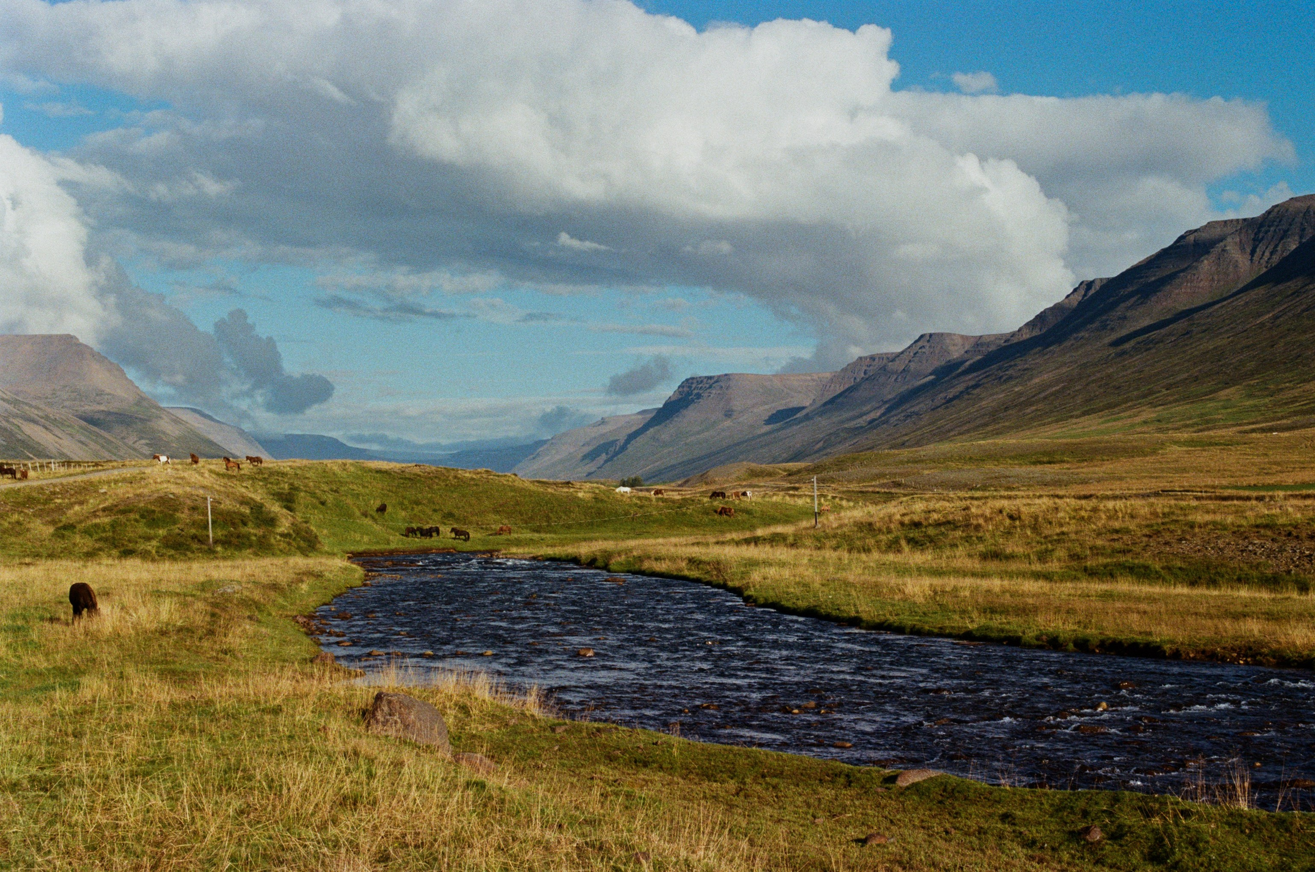 Vor i vaglaskogi // iceland, 724. EVER EXPOSED