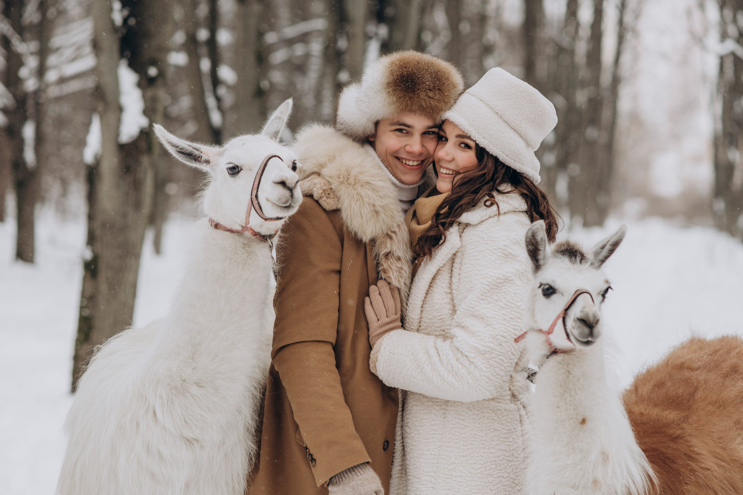 Зимняя фотосессия с Альпаками. Свадебный фотограф в Дмитрове