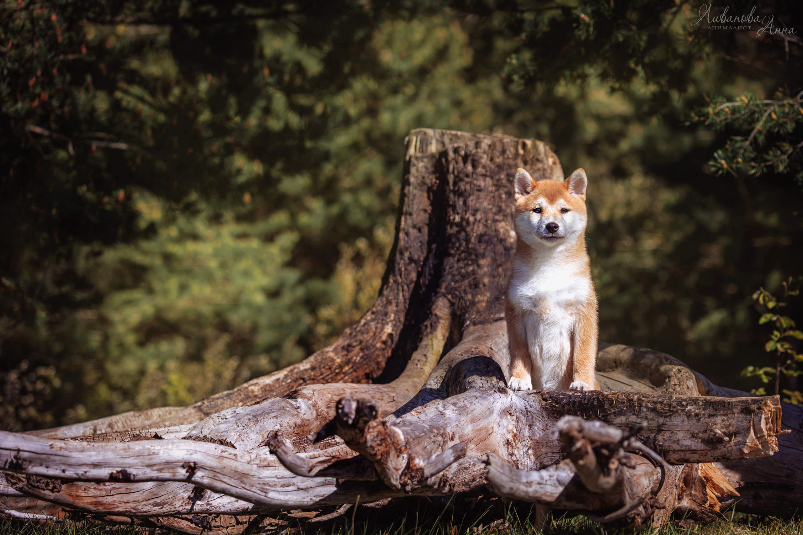 Сиба. Фотограф анималист Аня Ливанова | Рыбинск