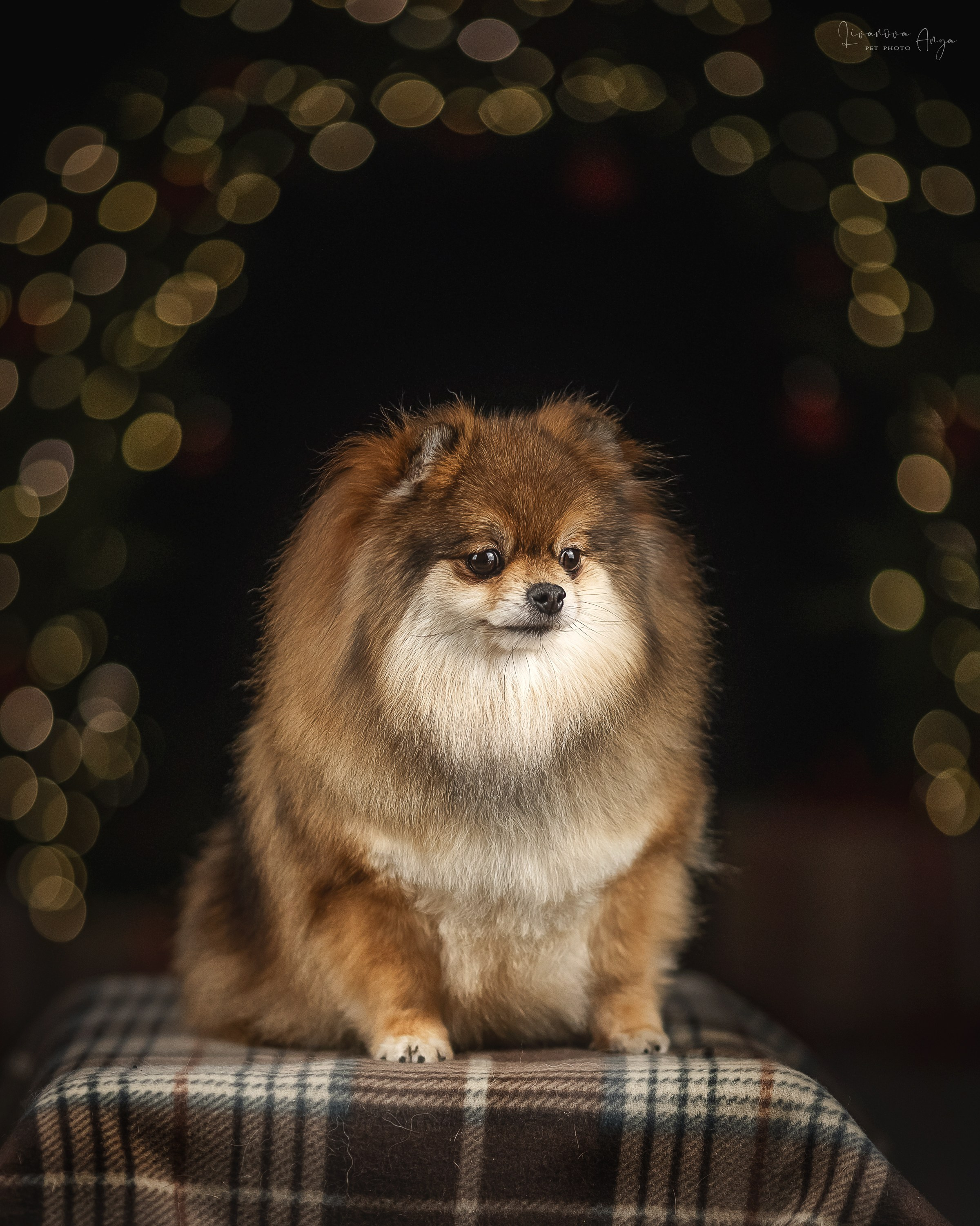 Фотодень_2 2025. Фотограф анималист Аня Ливанова | Рыбинск