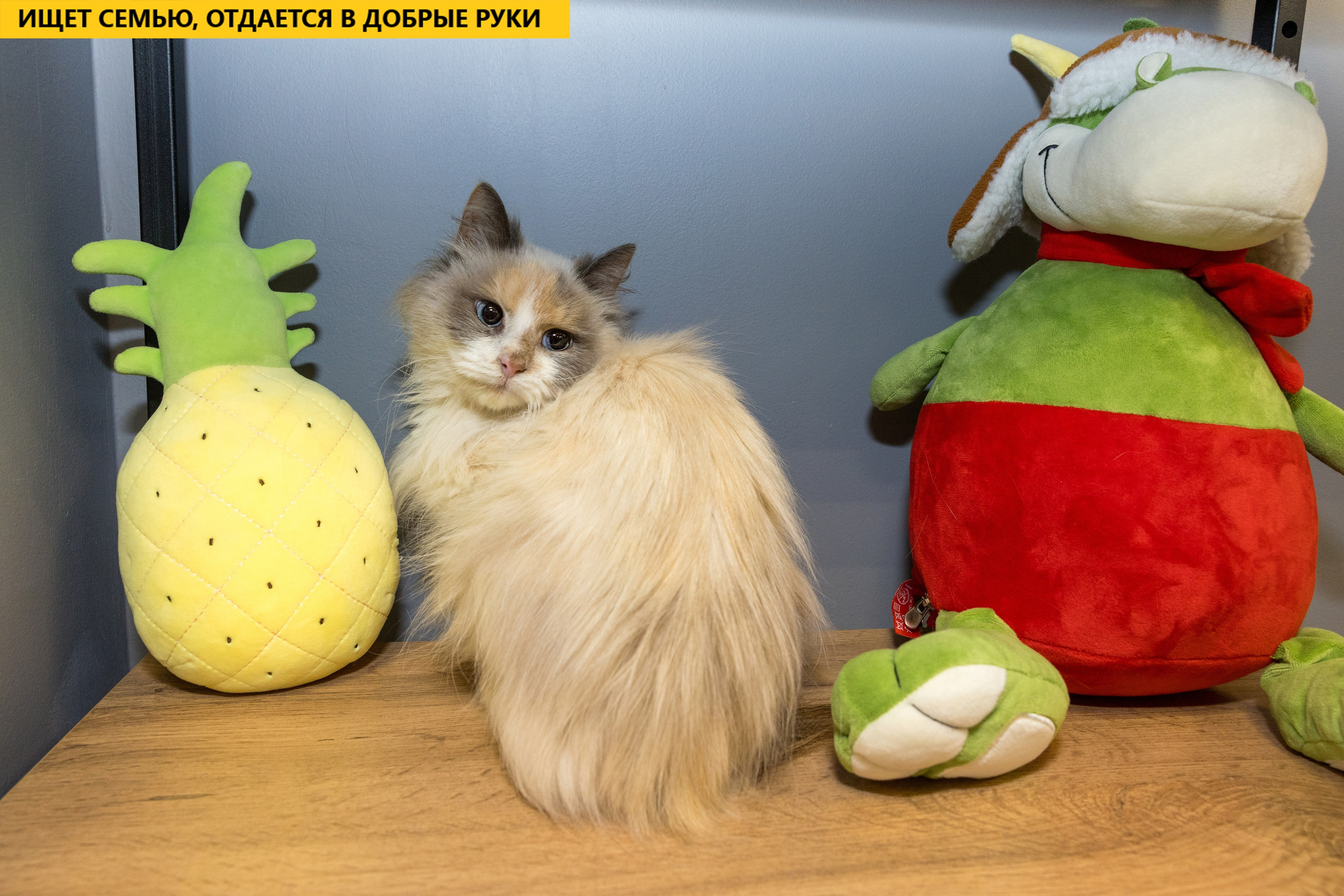 Рекламная съемка в Москве. Геннадий Степанов —фотограф в Москве