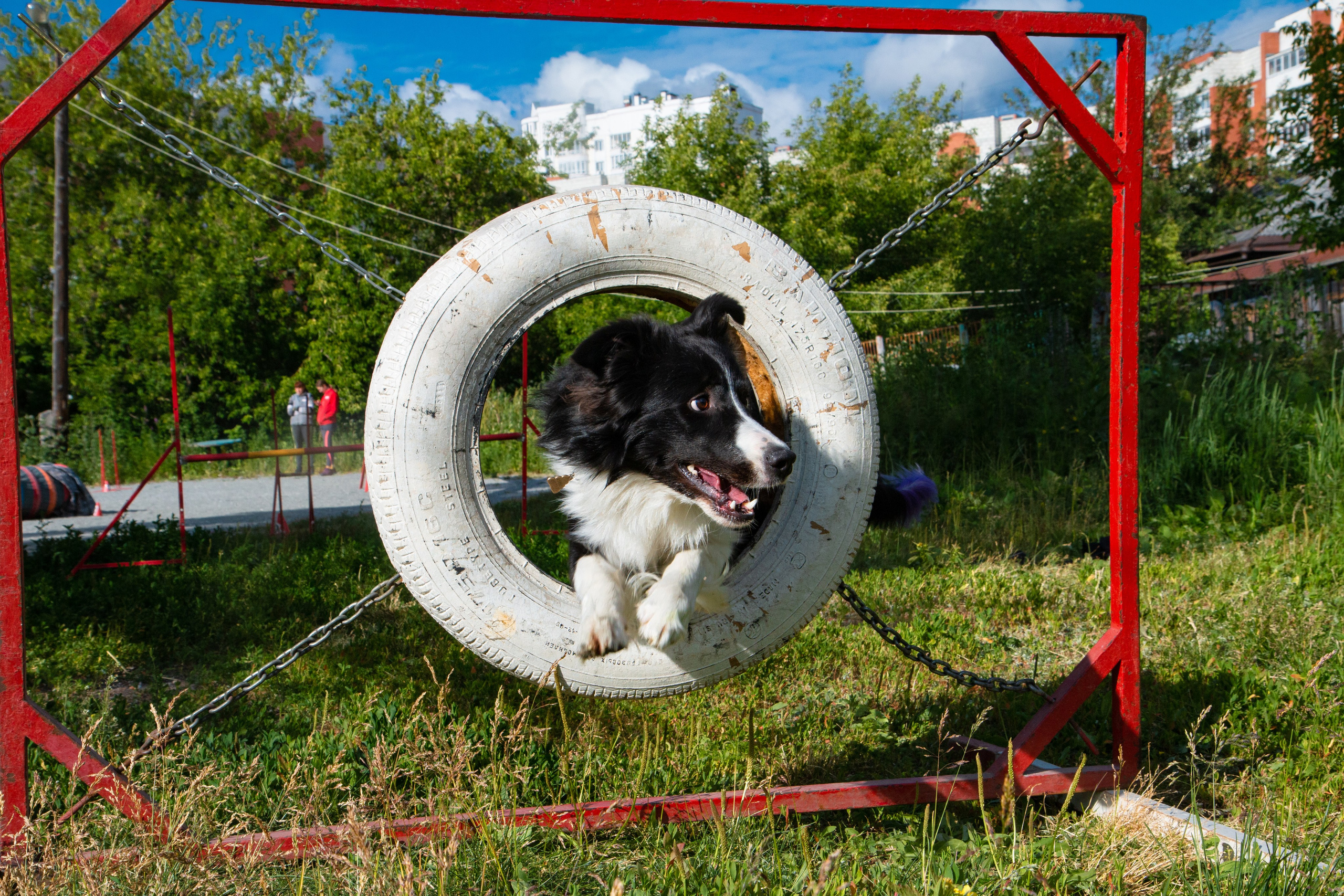 Фотосъёмка животных. Предметный и репортажный фотограф Алексей Кротов