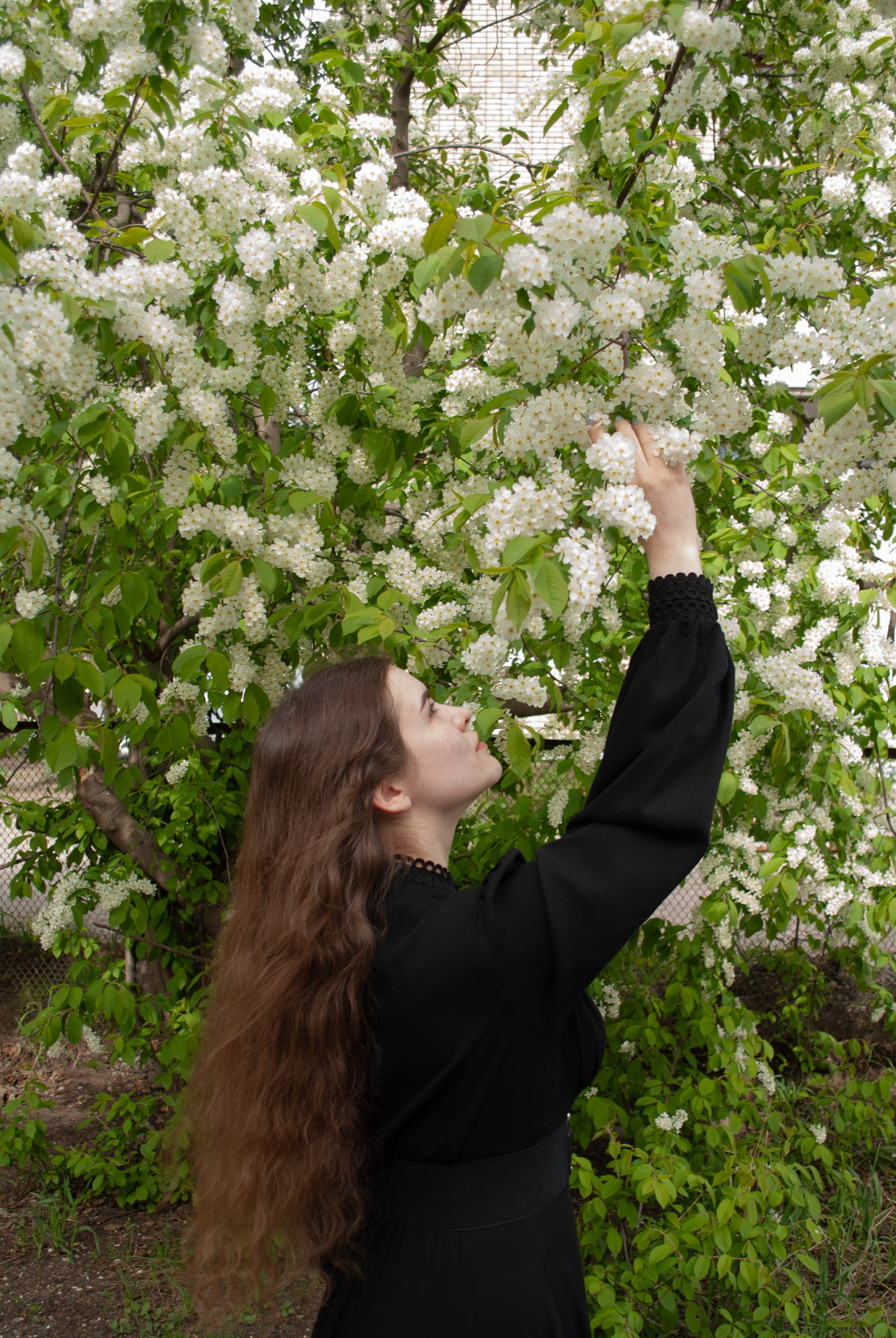 Цветение. Alina.Dvt — профессиональный фотограф|Красноярск