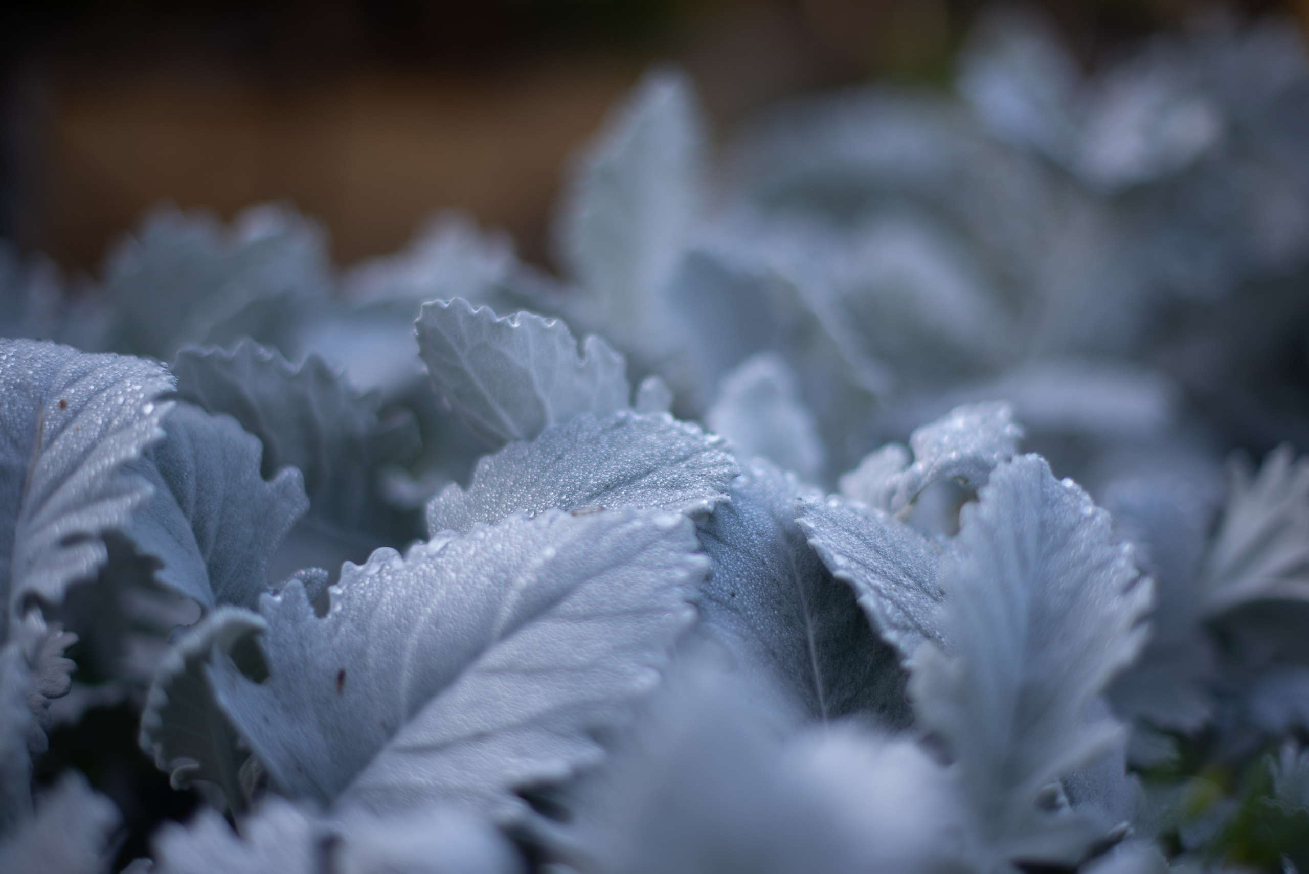 Цветы сада МГУ. Victoria Radjevna Репортажный Фотограф — Видеограф Москва • Санкт-Петербург