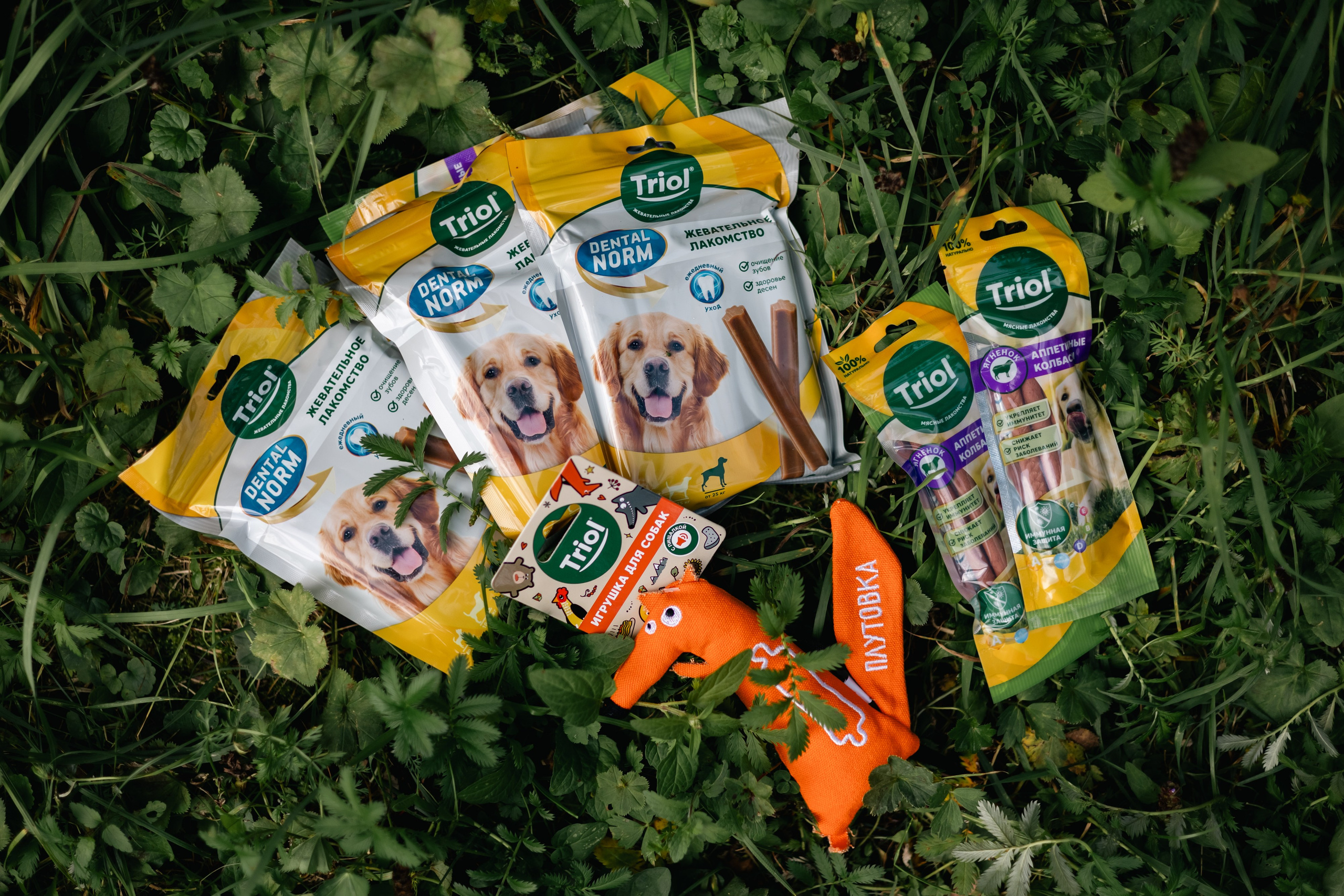 VI ОТКРЫТЫЕ КИНОЛОГИЧЕСКИЕ СОРЕВНОВАНИЯ. ЧЕЛЯБИНСКАЯ ОБЛАСТЬ 2025. Репортажный фотограф Наталья Лапцевич