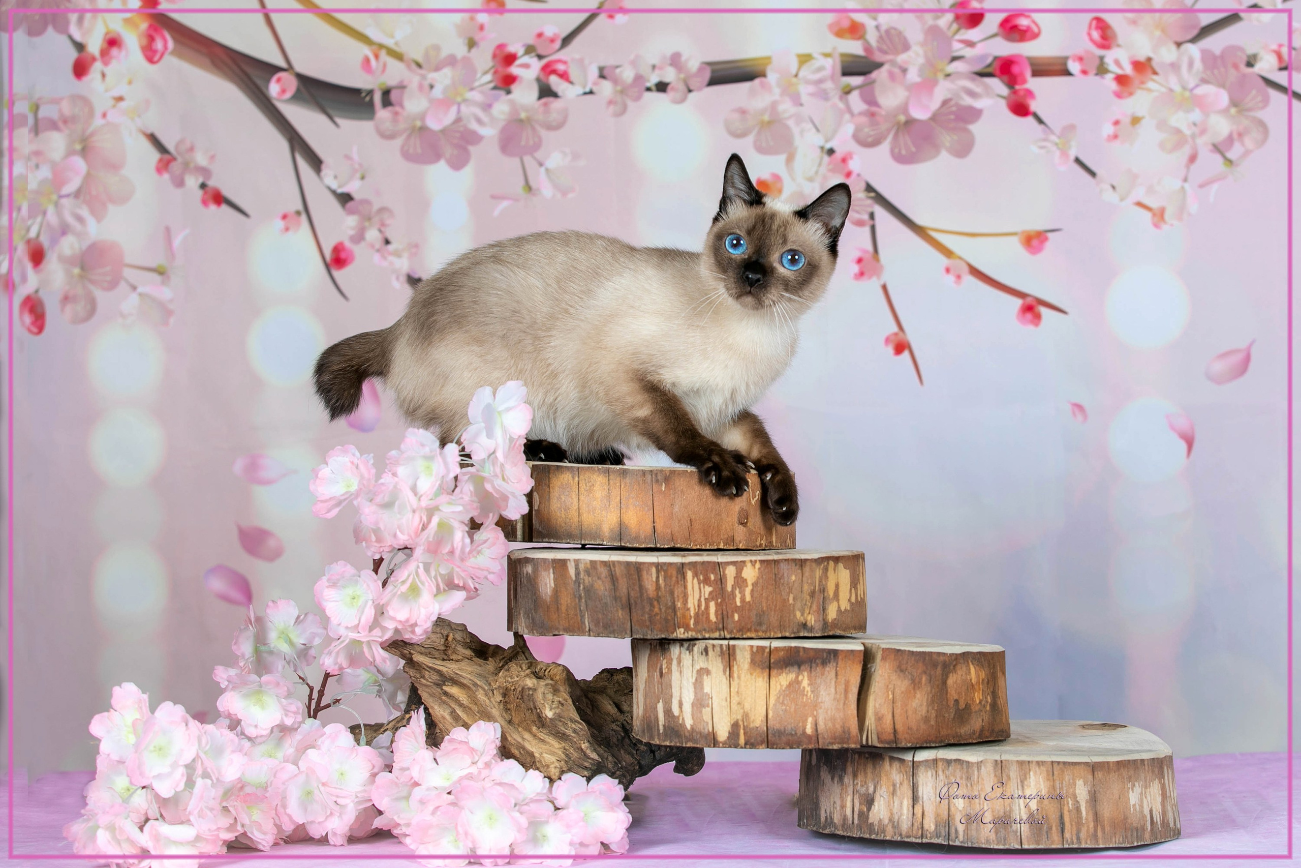 Стендовая съёмка на выставках кошек. Фотограф-анималист в Омске Екатерина Маричева