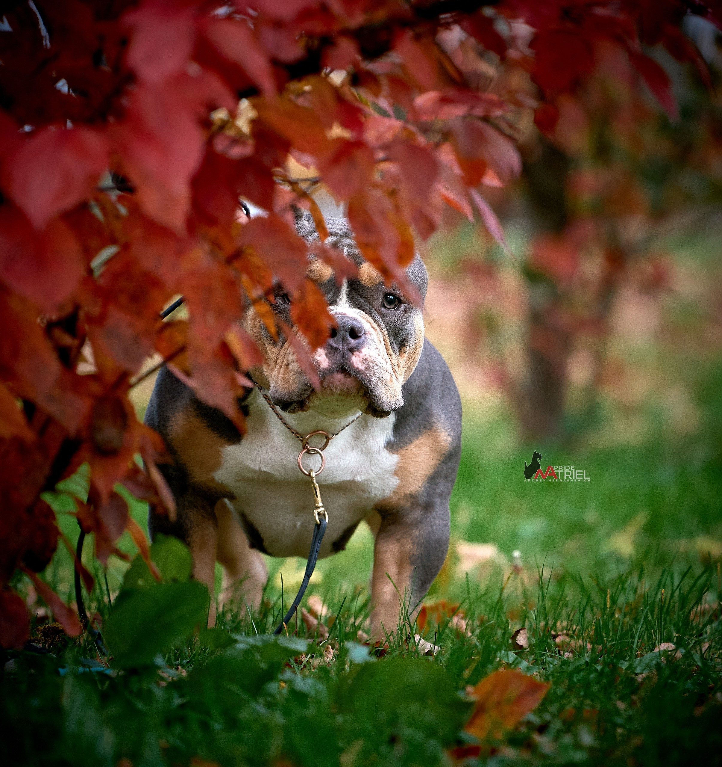 Портреты собак — галерея NATRIEL