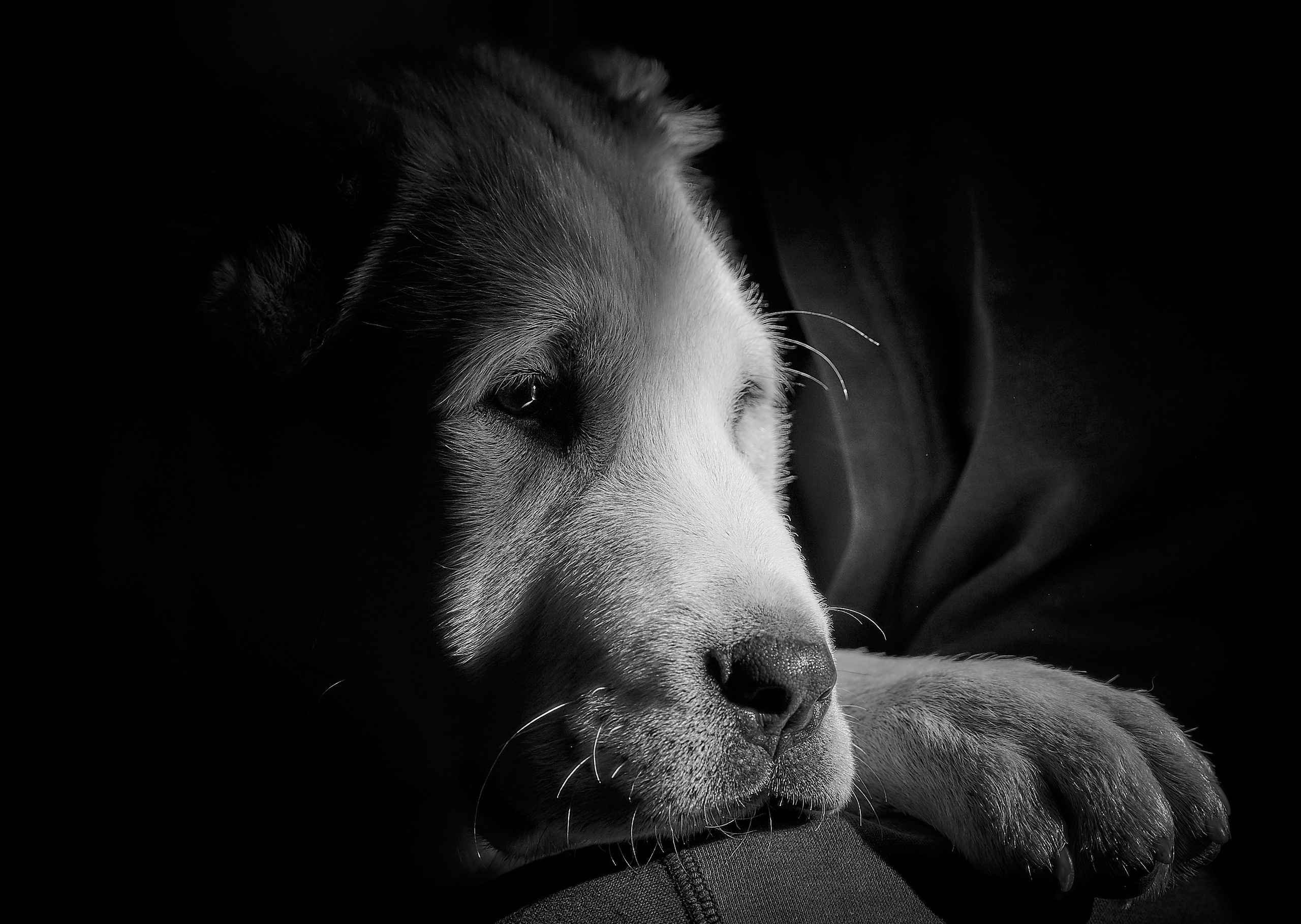 Собаки в студии — галерея NATRIEL