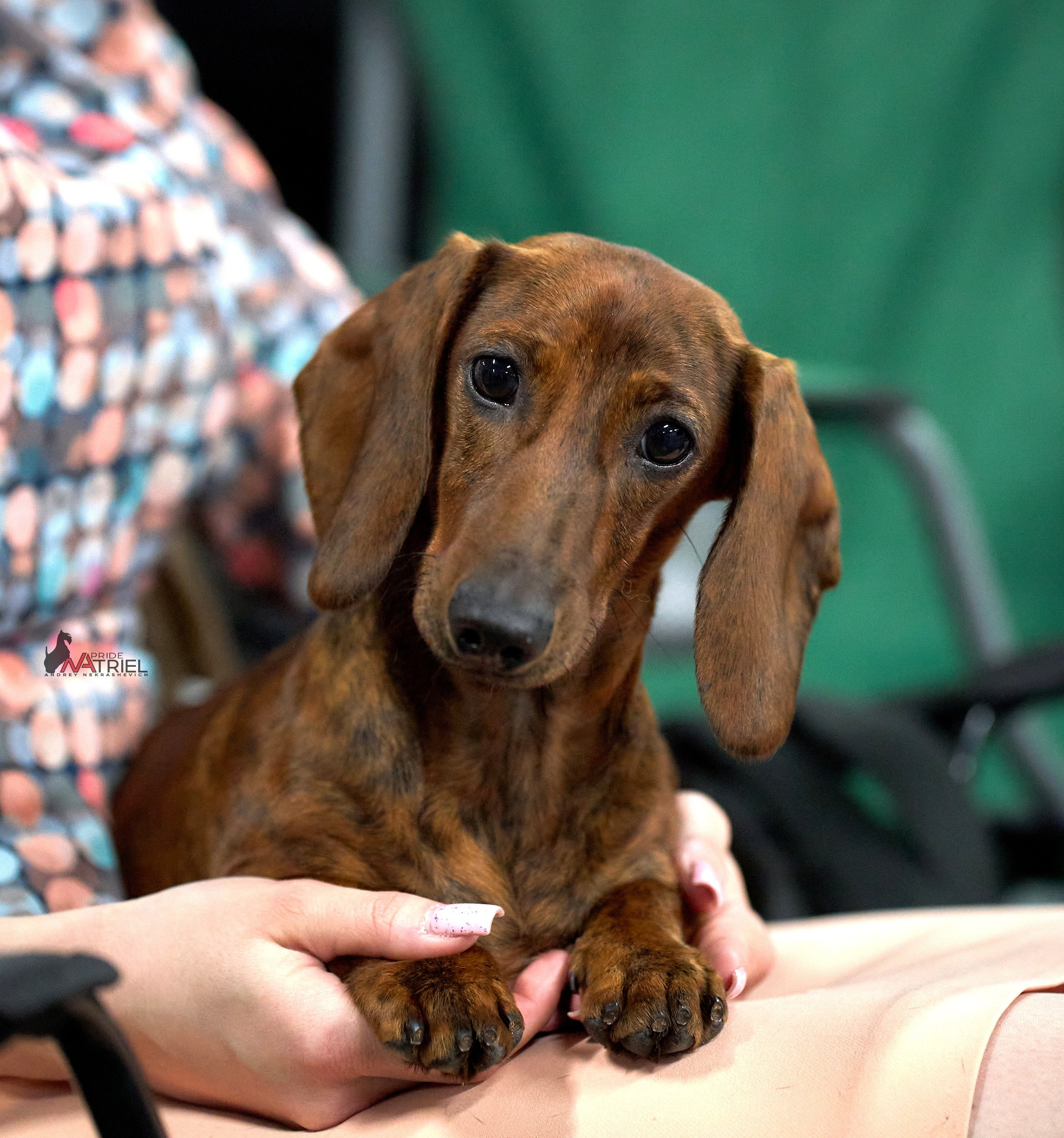 Портреты собак — галерея NATRIEL