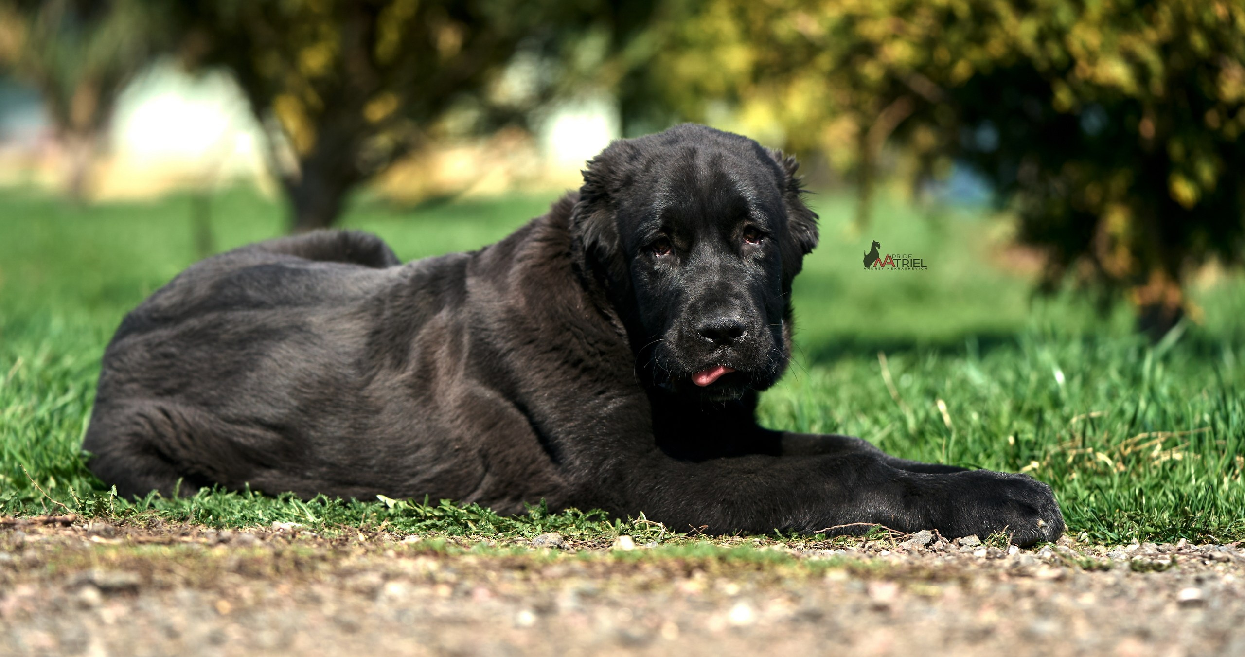 Среднеазиаты — щенки и взрослые