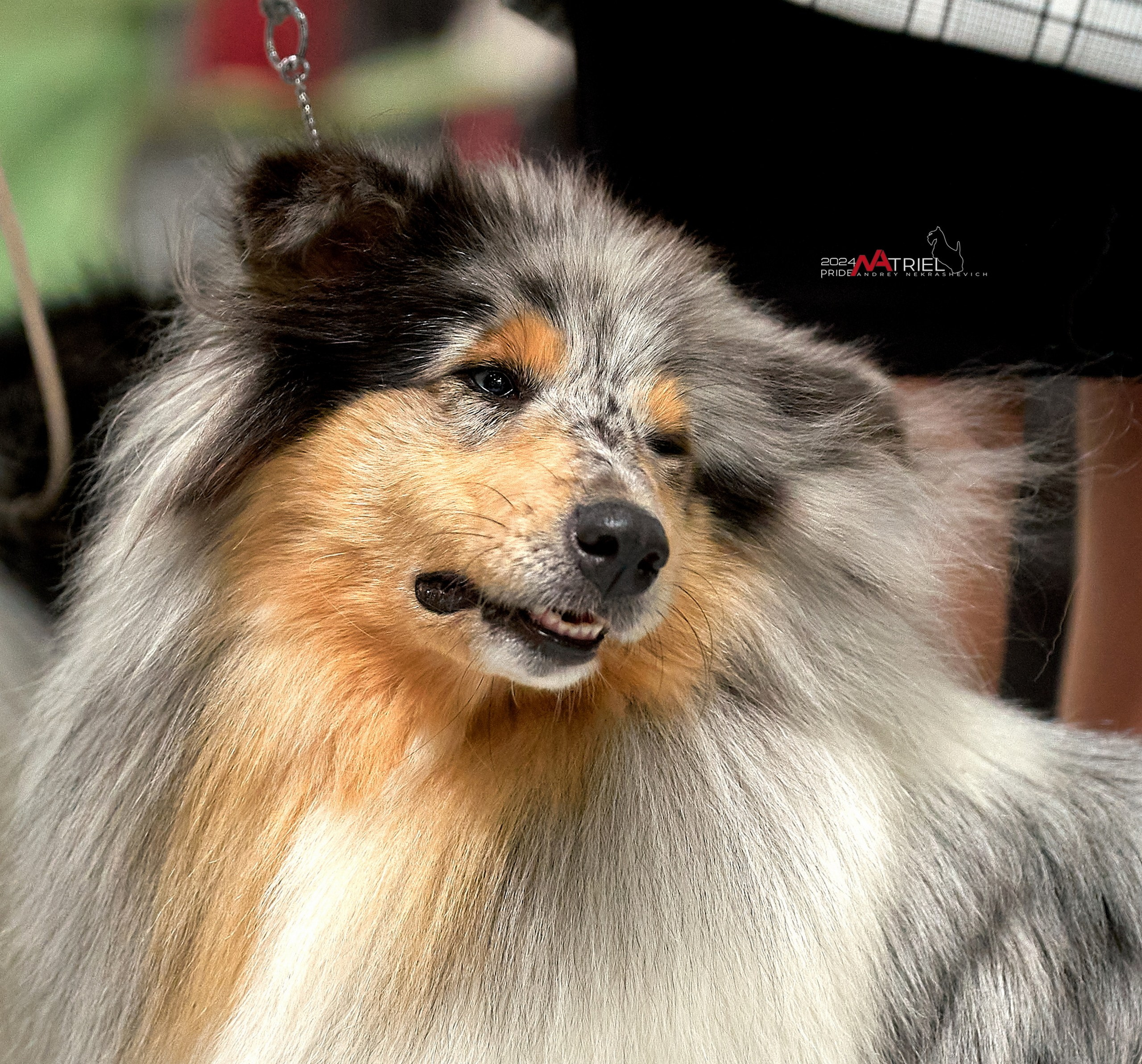 Портреты собак — галерея NATRIEL