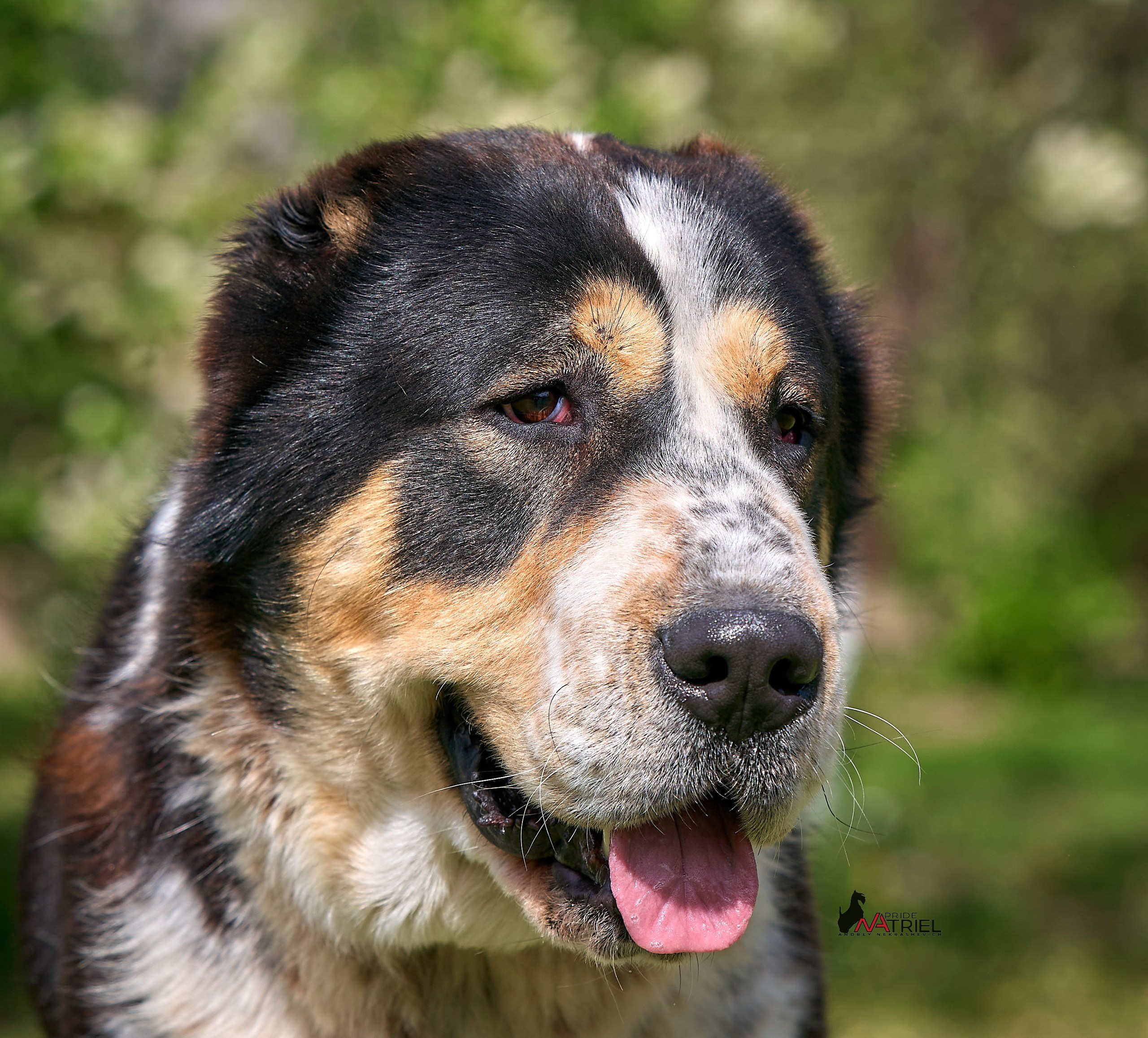 Портреты собак — галерея NATRIEL