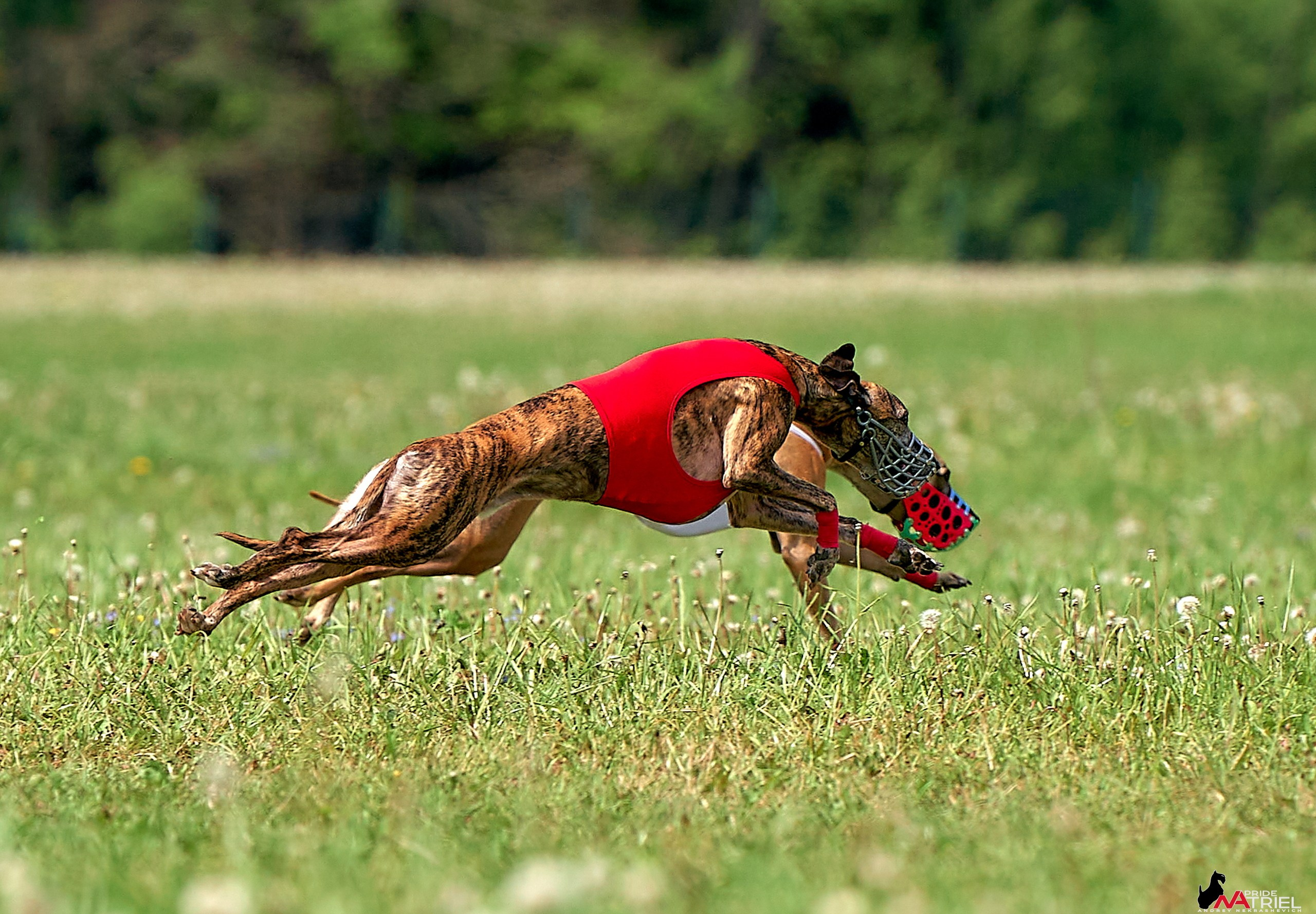 Съемка курсинг — галерея NATRIEL