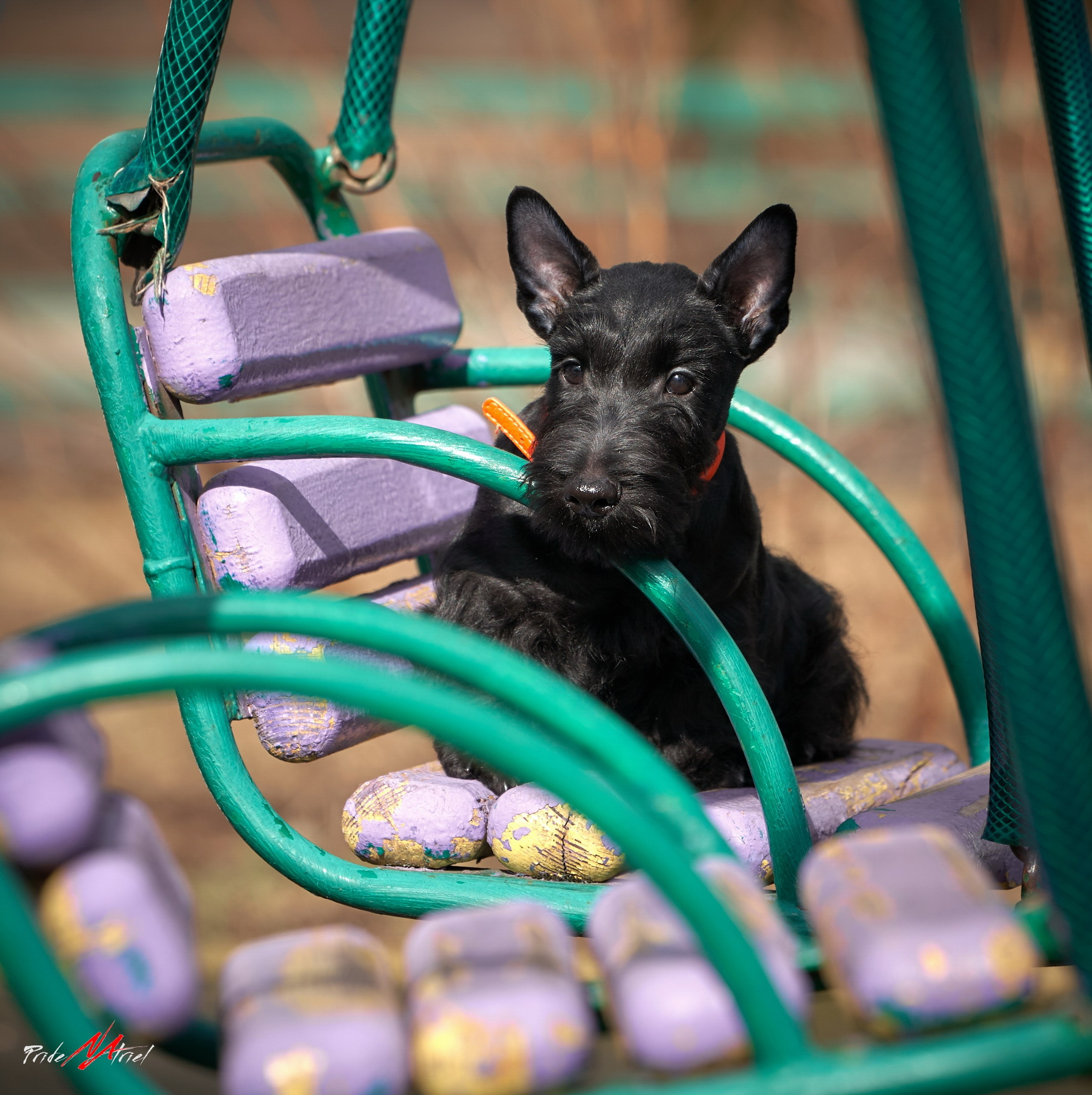 Щенки на прогулке — галерея NATRIEL